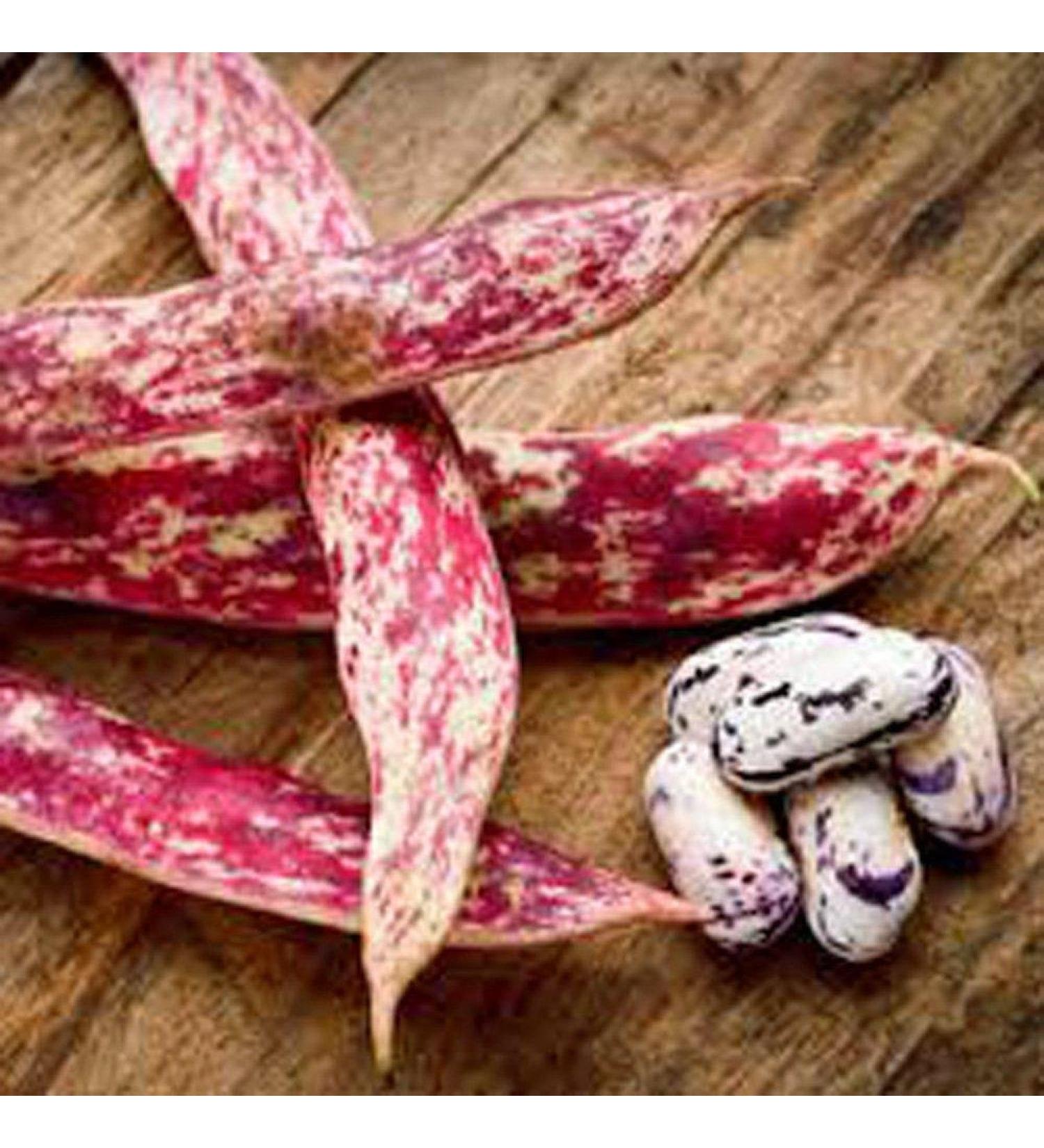 Bean Natale Lima Heirloom biologica 100+ semi fagioli Buttery decorativi