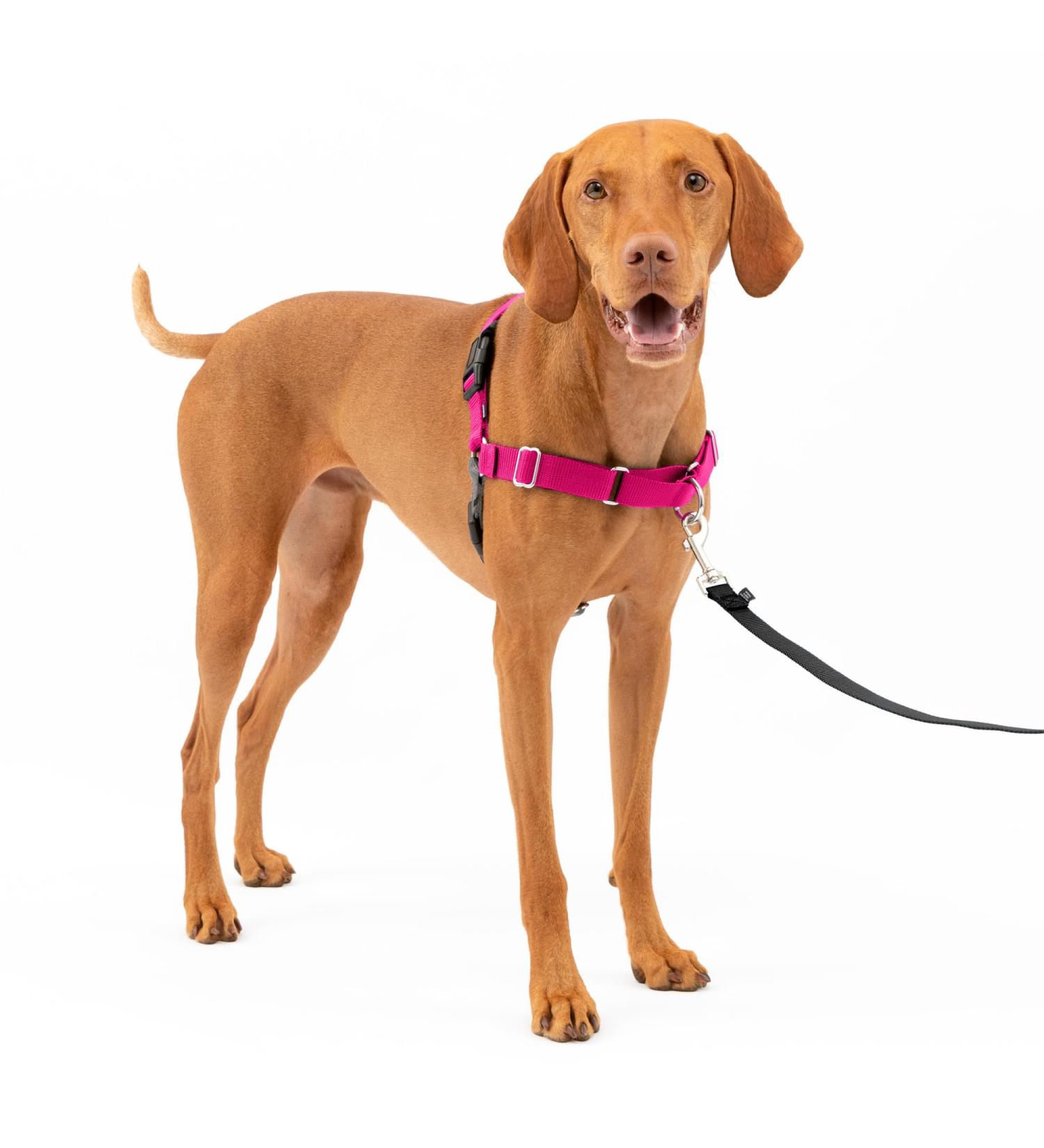 Buy PetSafe Easy Walk Harness - Anti-Pull Dog Harness (Size M Pink) with 1.8M Leash | Reduces Choking & Coughing - Shop Internationally! - Buy Online on GoSupps.com