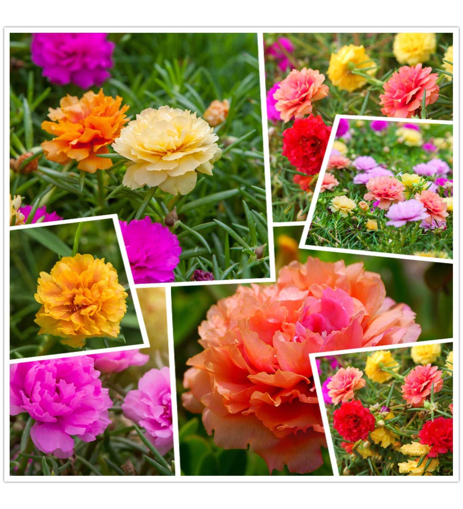 Buy Hua Xian Zi Moss Rose Seeds - 10 000+ Mixed Colors - Portulaca Grandiflora - Fresh International Shipping - Buy Online on GoSupps.com