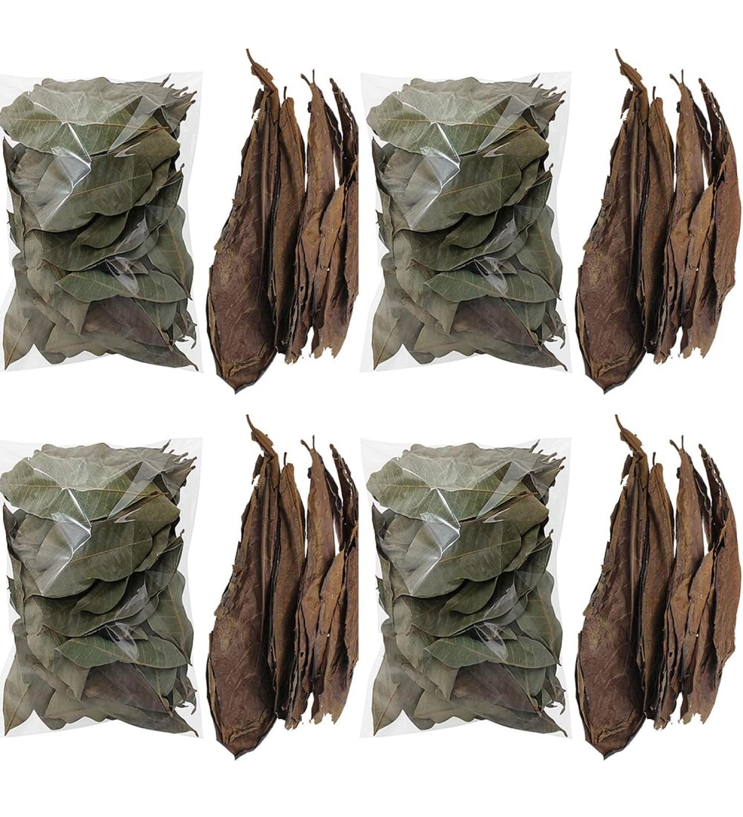 240 Pieces Catappa Leaves - Fish Tank Longan Leaves - Almond Leaves for Betta Fish Tank Water Treatments | Leaves Induce Breeding and Boost Immunity PH Down Aquarium Water Conditioner - Buy Online on GoSupps.com