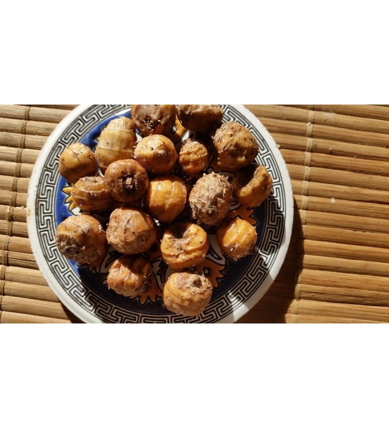 Portal Cool Tiger Nuts Cyperus Esculentus Terra Almond 'Valencia' 5 Tuberi freschi - Buy Online on GoSupps.com