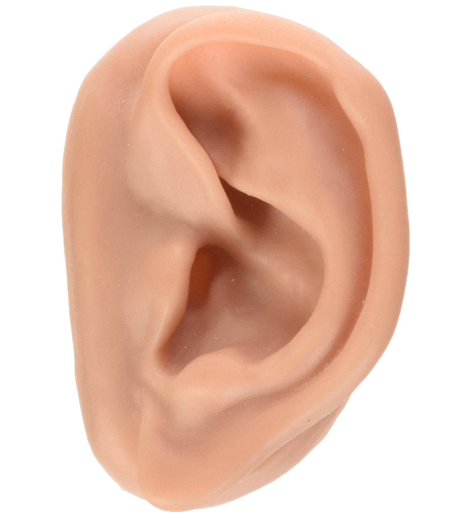 3B Scientific N16 Acupuncture Ears Model Set for 10 Students 3.7-Inchx2.4-Inchx1.6-Inch Size