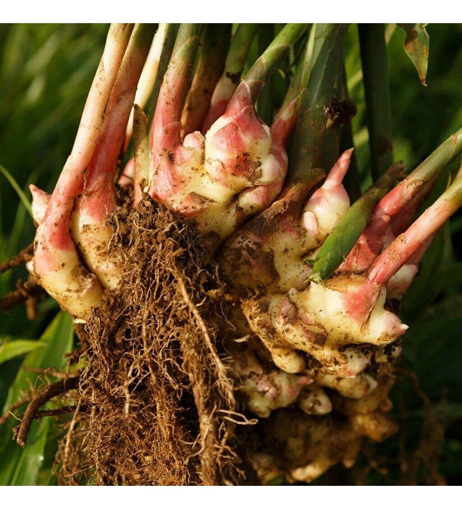 1 rhizome of Ginger - ZINGIBER OFFICINALE