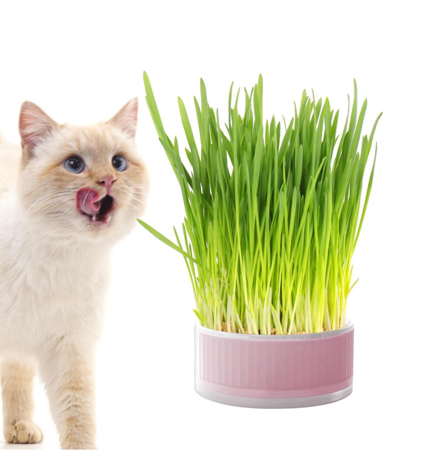 Lambo Cat Grass Planters | Hydroponic Plant Boxes for Cats & Pets | Removable Earth-Free Mint Planters - Buy Online on GoSupps.com