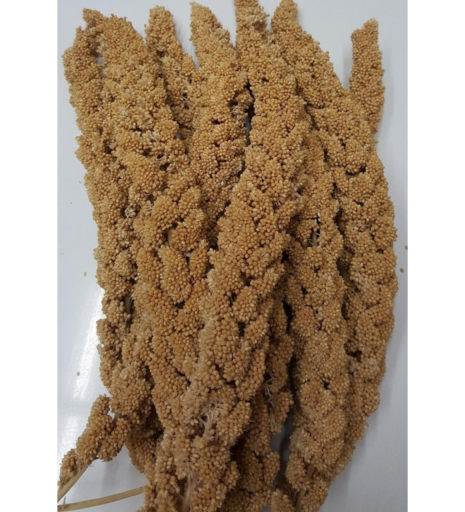 HIG Spray Millet 12ct - Premium Quality Bird Treats - Buy Online on GoSupps.com