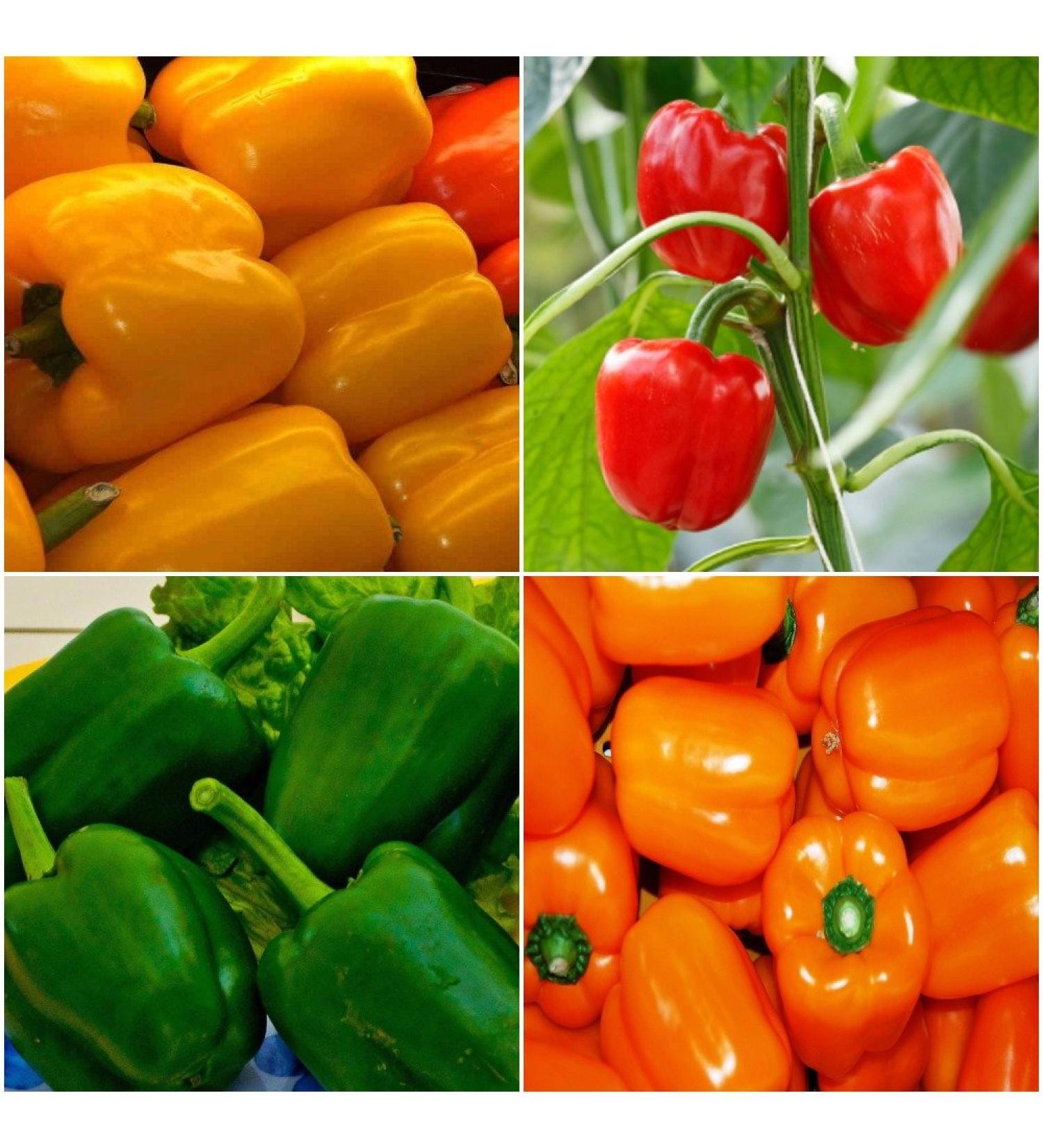 Capsicum Vegetable Kit 4 Packets Green Red Orange Yellow
