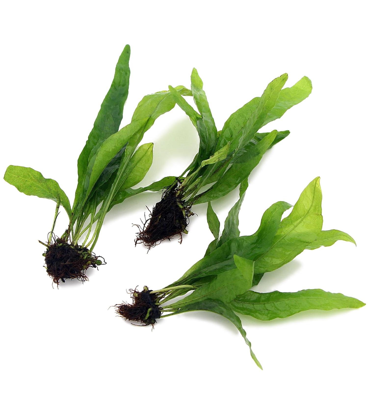 3X Java Fern Live Aquarium Plants Microsorum Pteropus 3 Stem Rhizome k2aqua