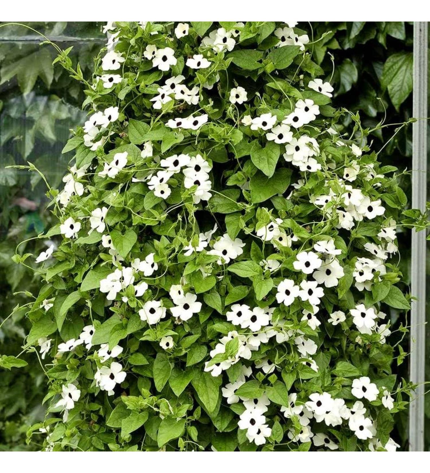 Black Eyed Susan Sunrise White - 15 semi - Vine Arrampicata - Thunbergia Alata - NPWS