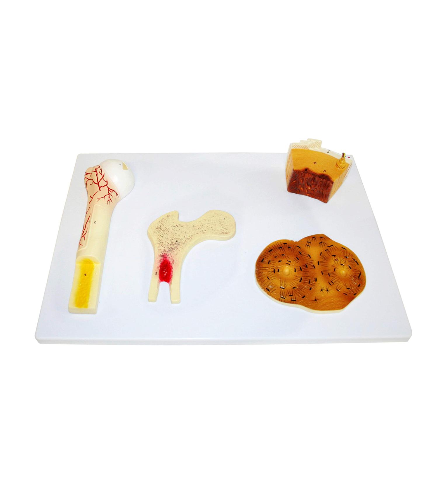 Science Resource S09120 Bone Tissue Model