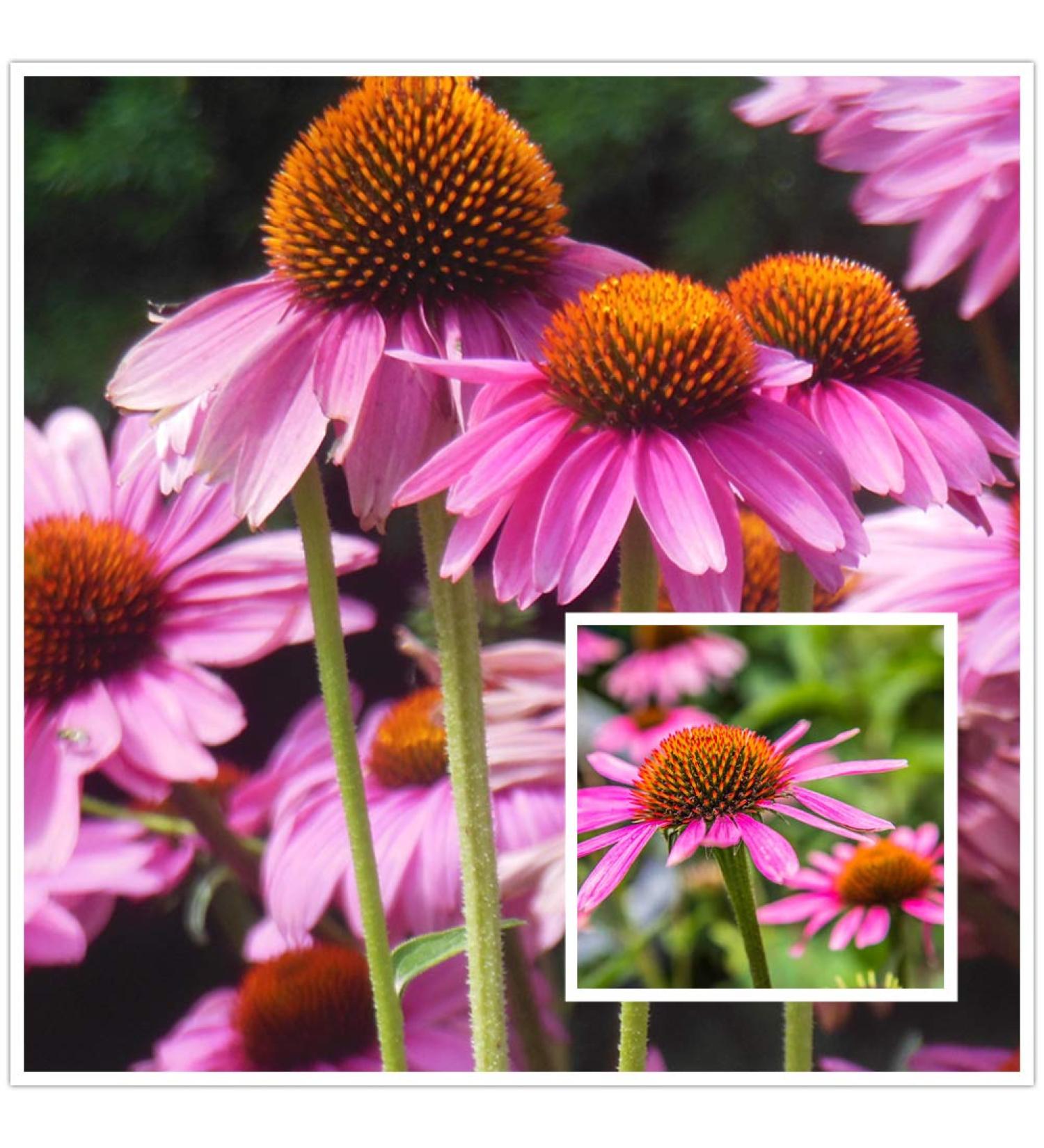 Hua Xian Zi Echinacea Purple Flower Seeds - 2000 Coneflower Seeds for International Shipping - Buy Online on GoSupps.com