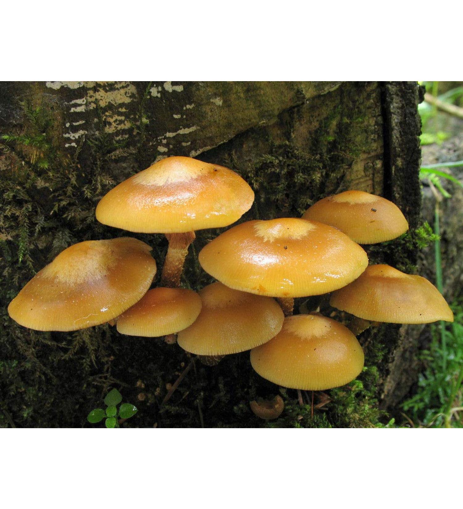 Portal Cool 30 G: kuehneromyces mutabilis Guaina Woodtuft Dry Grain micelio Ucraina 10 G 30 G