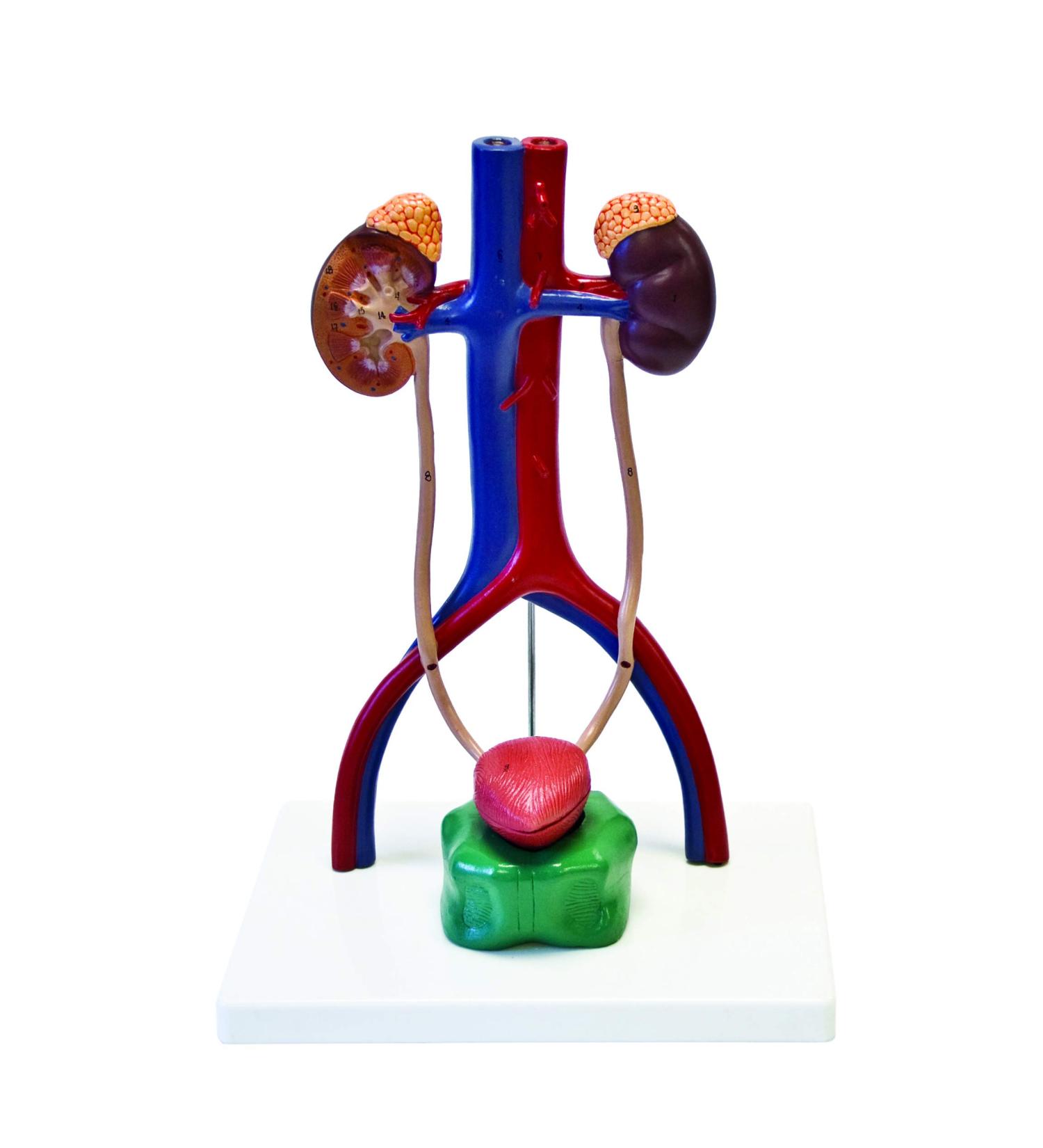 Isaac Technologies IC-B10429 Urinary System | 4 Parts Larger-Than-Life Size | Dissected Structure of Kidney | Internal Structure of Bladder Origins of Renal Artery & Vein with Key Card
