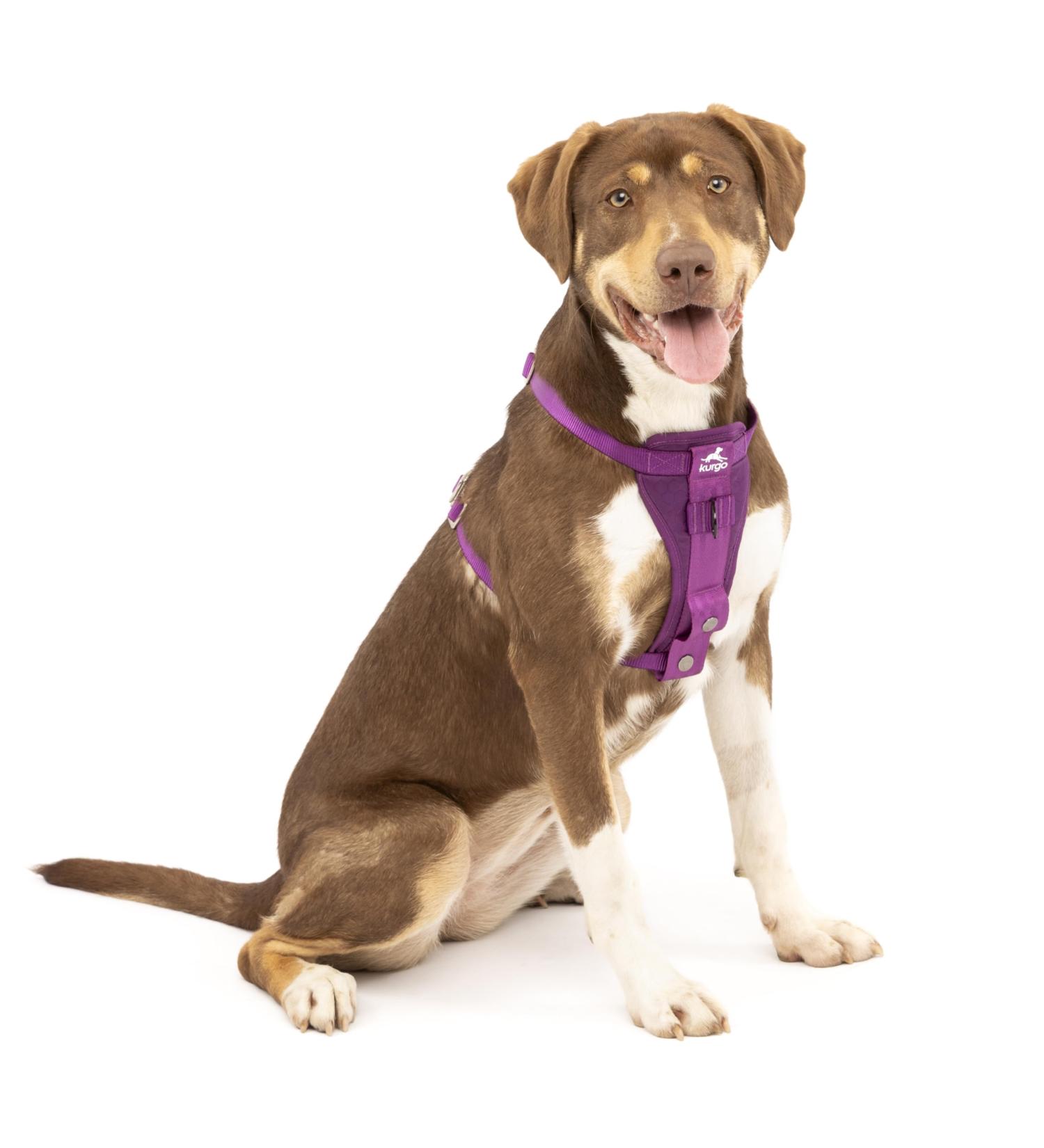 Kurgo Tru-Fit Dog Harness - Crash Tested Car Seat Belt for Dogs 2-5 kg Size M Purple - Safe & Comfortable Travel - Buy Online on GoSupps.com