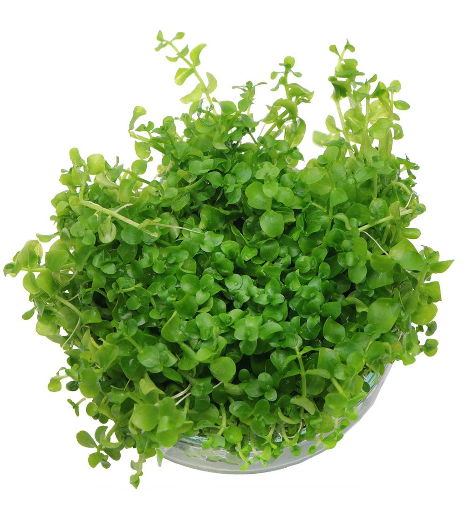 Micranthemum Monte Carlo in Vitro Live Aquarium Plants Carpet Tropical invitro K2AQUA