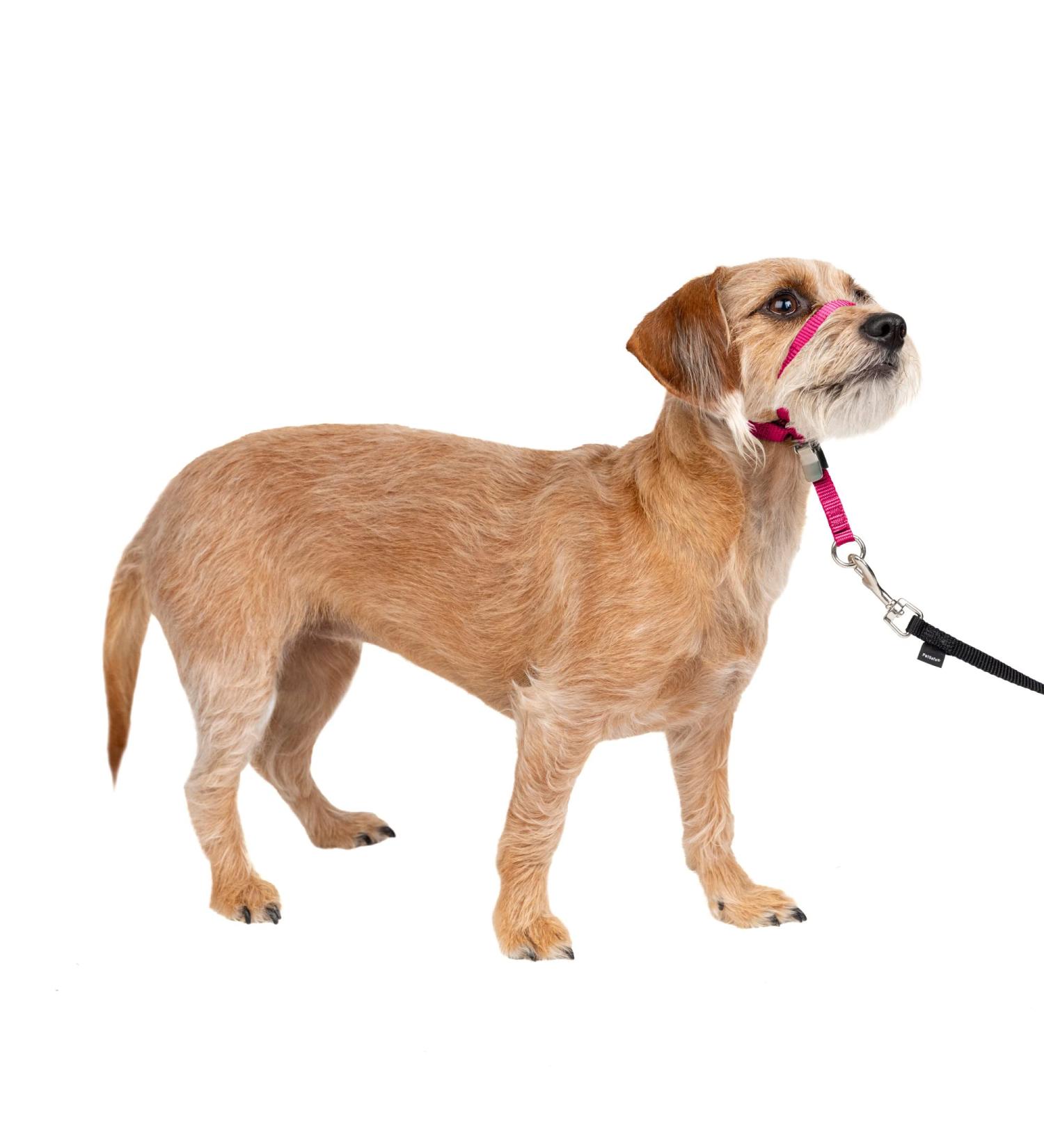 PetSafe Gentle Leader Collar Small (Up to 25 Lbs) - Training DVD Included - Raspberry Pink | International Shipping Available - Buy Online on GoSupps.com