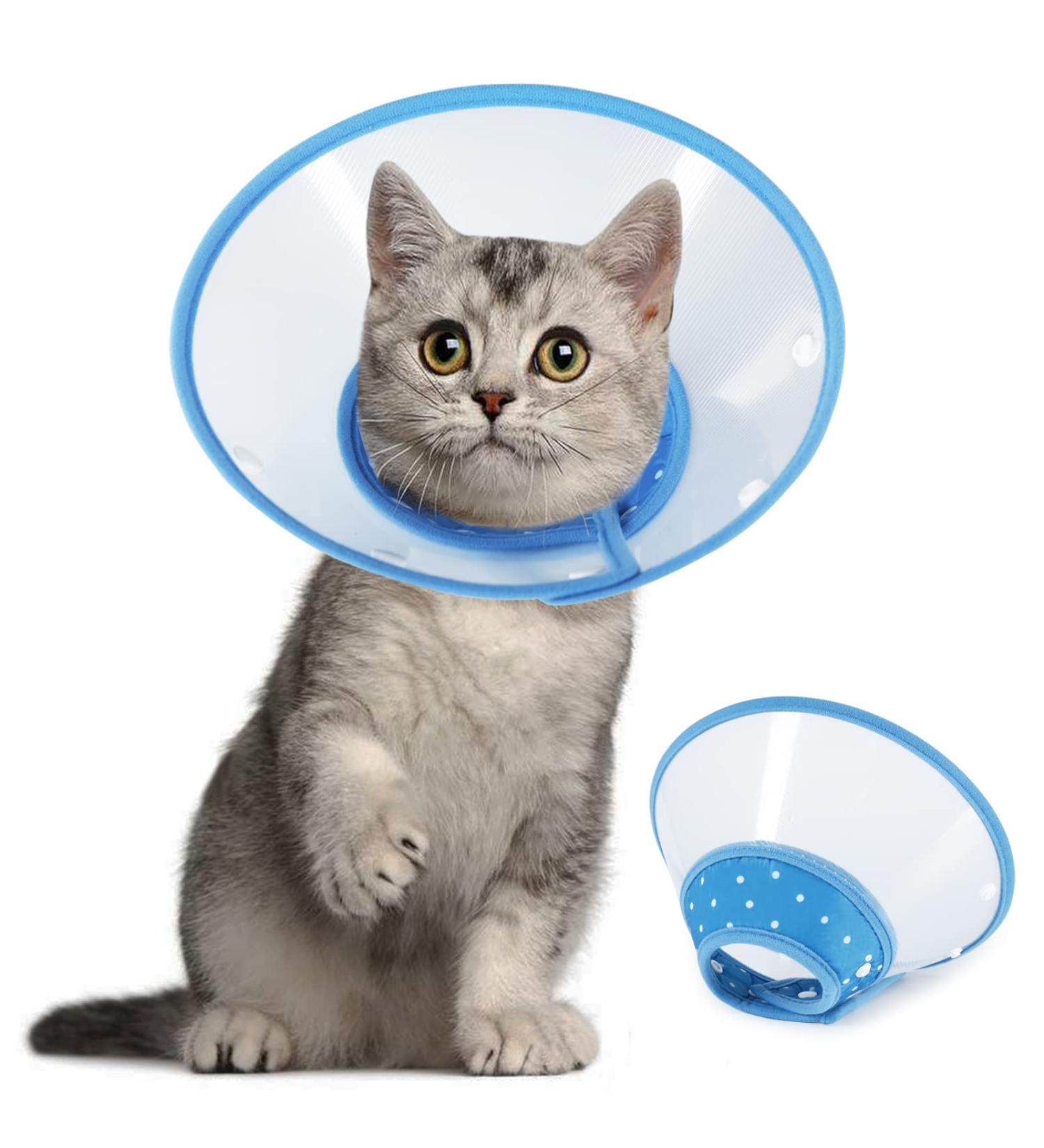 Vivifying pet cone outlet