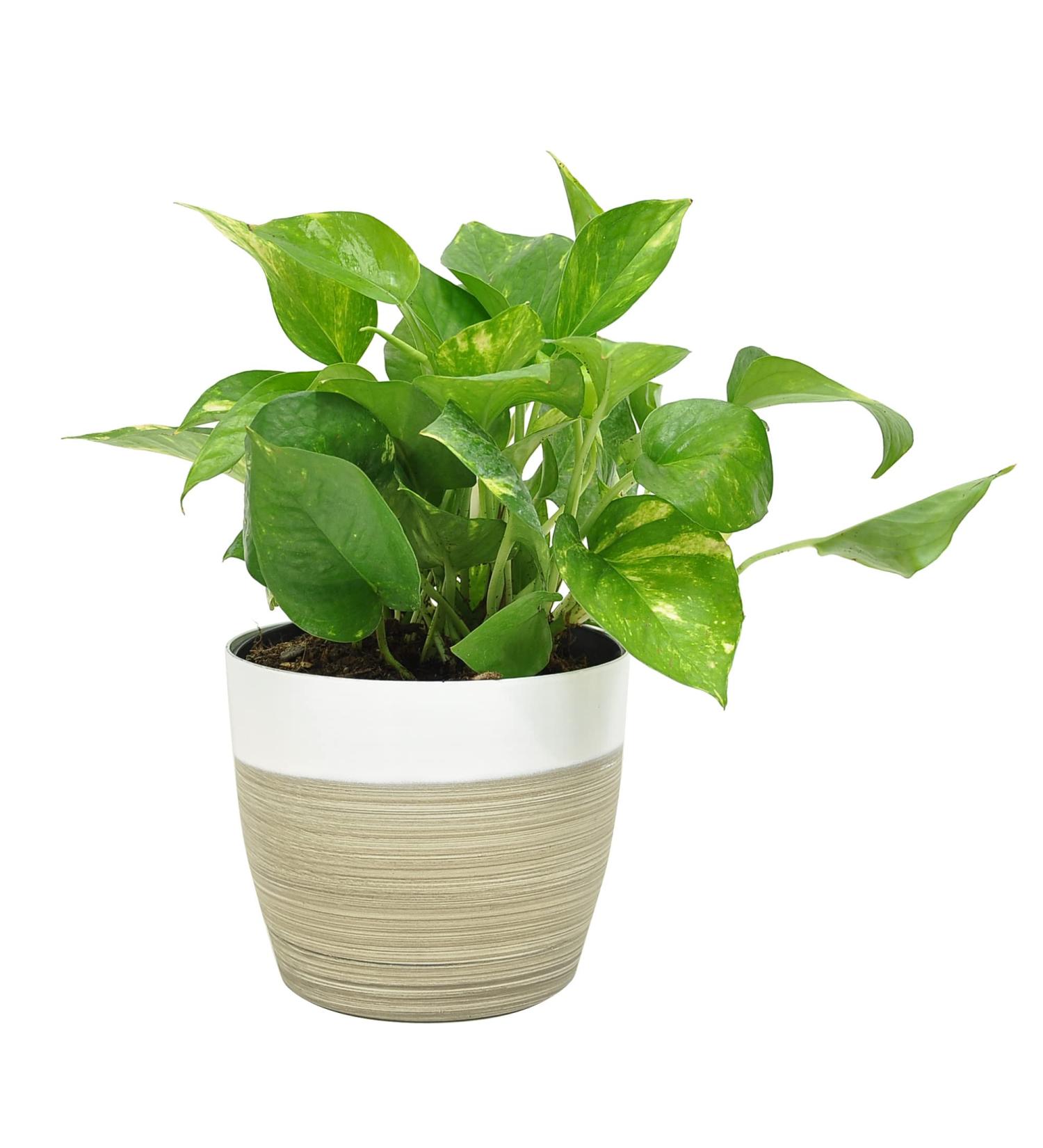 Costa Farms Devil's Ivy Golden Pothos in 10 White-Natural Decor Planter - Live Indoor Plant for Great Room Decor - Buy Online on GoSupps.com