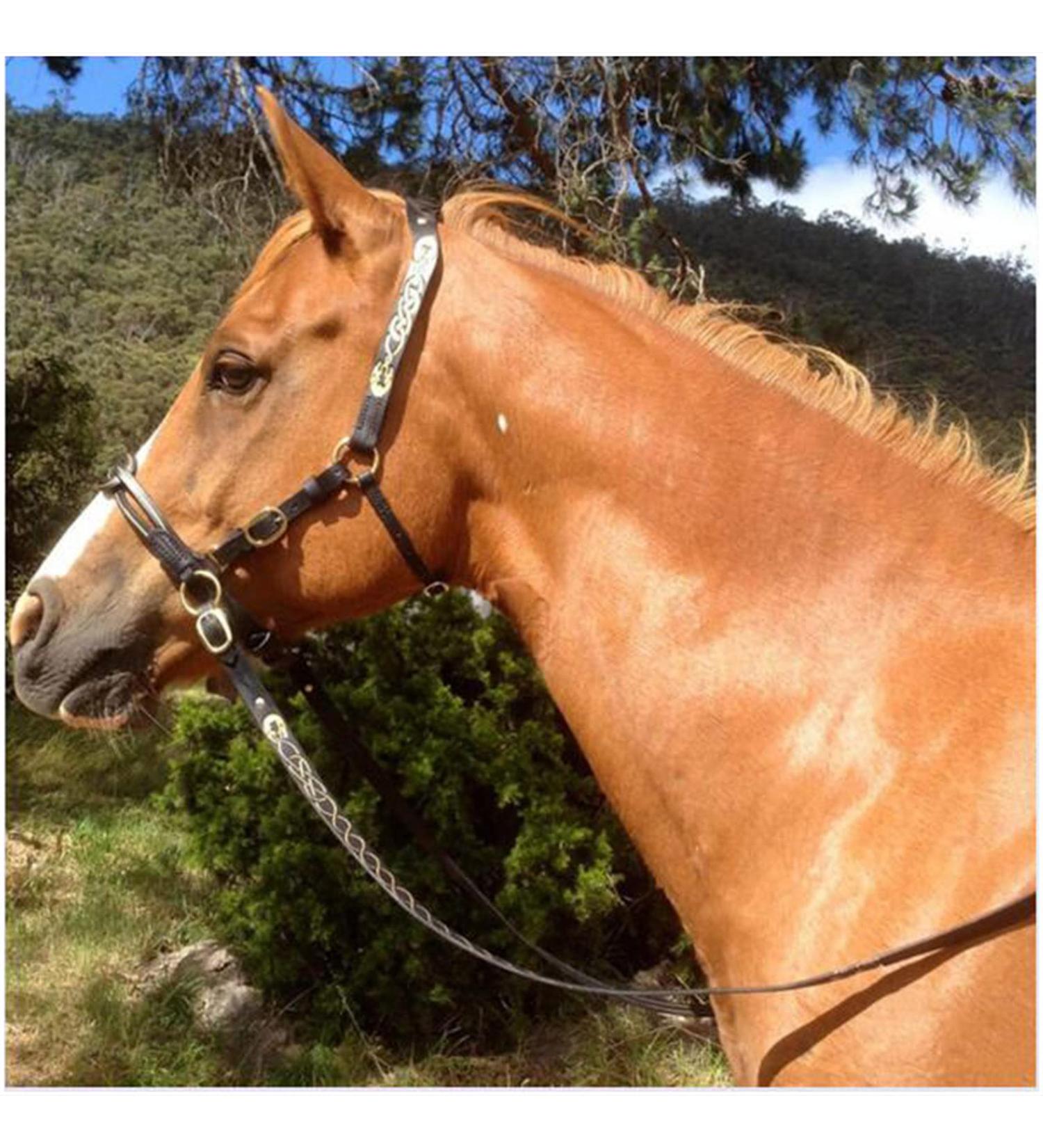 English Horse Bridle - Adjustable Leather Noseband for Horses | Premium Horse Accessories & Racing Equipment (Black) - Buy Online on GoSupps.com