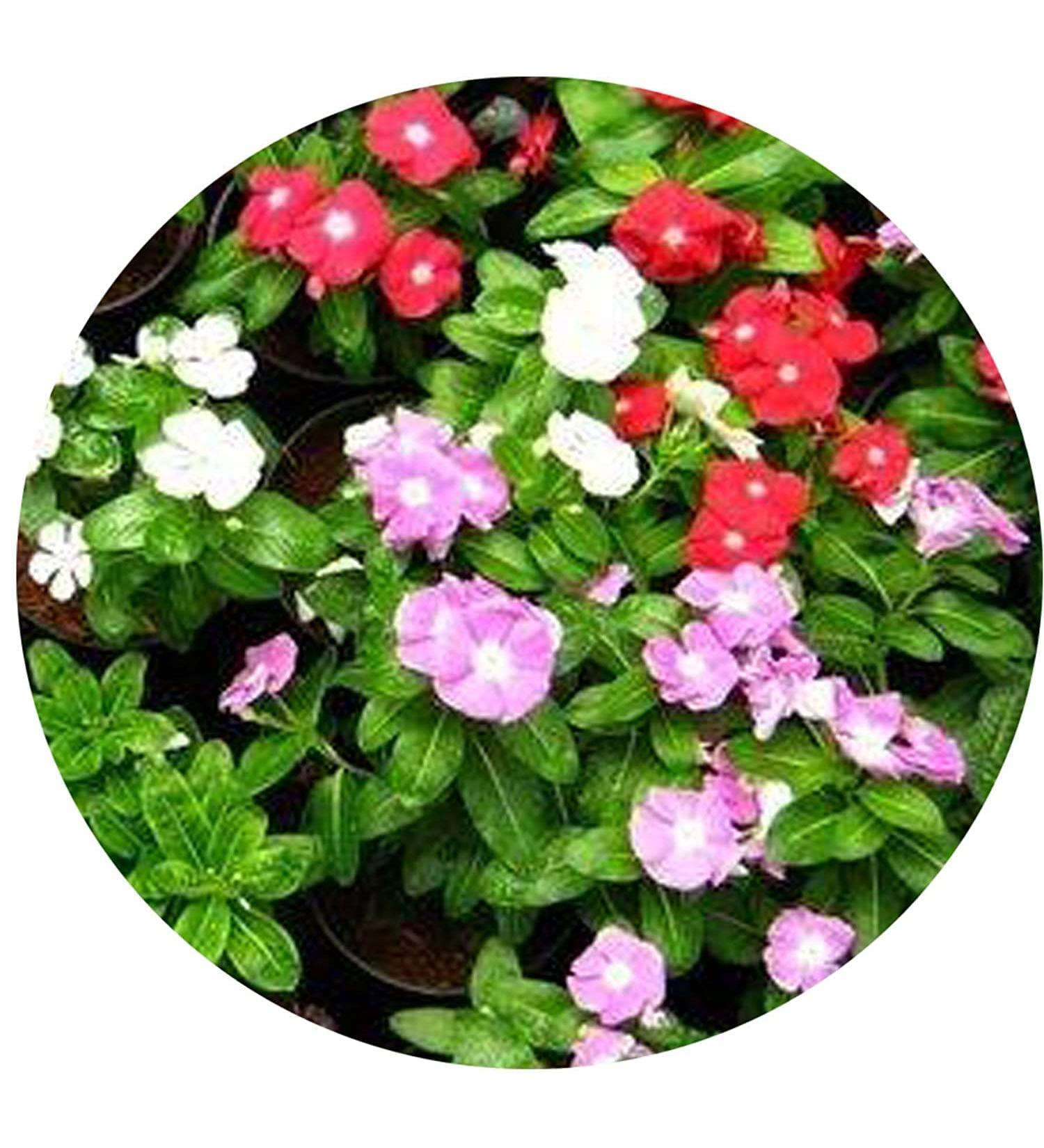 READ QURA Nithya Kalyani Powder 100gm