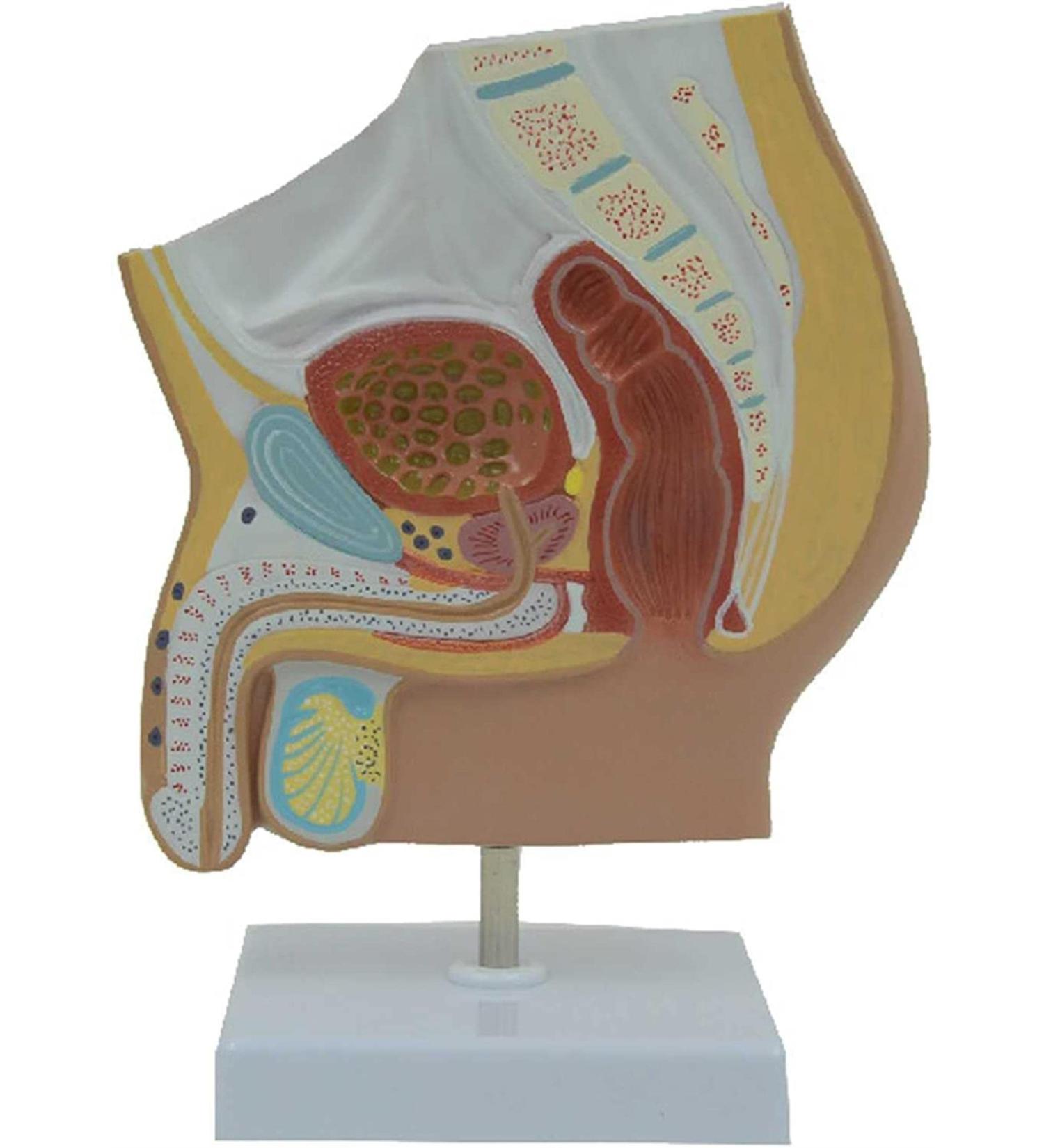 DYTAH Organ Model - Male Reproductive Urinary System Pelvic Cavity Model for Study & Teaching Aids - International Shipping Available - Buy Online on GoSupps.com
