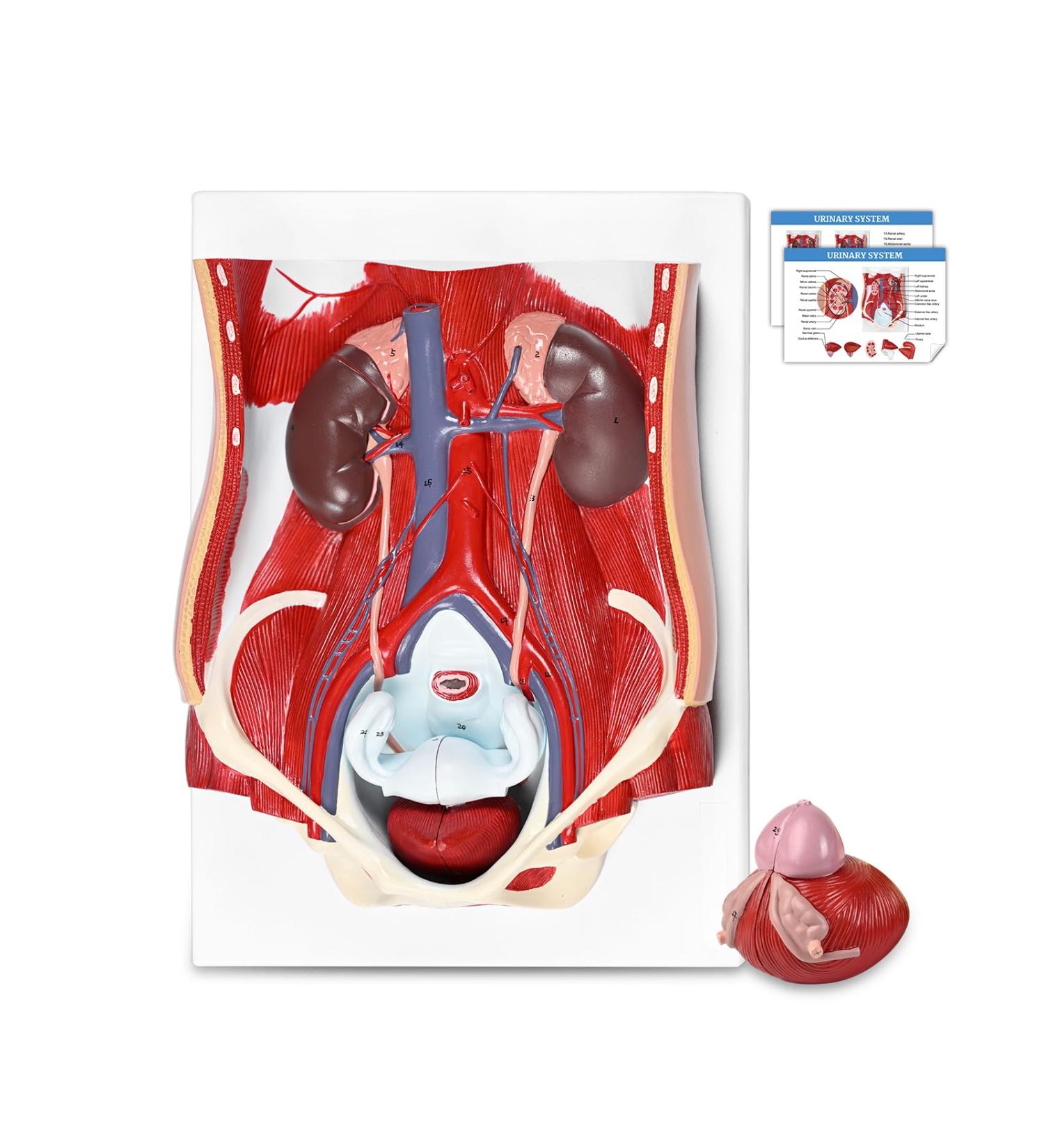 Human Urinary Anatomy Model 6 Parts Kidney Reproduction Urinary System Life Size Male Female Interchangeable Anatomical Model Include Ureters Bladder and Uterus for Classroom Medical Education - Buy Online on GoSupps.com
