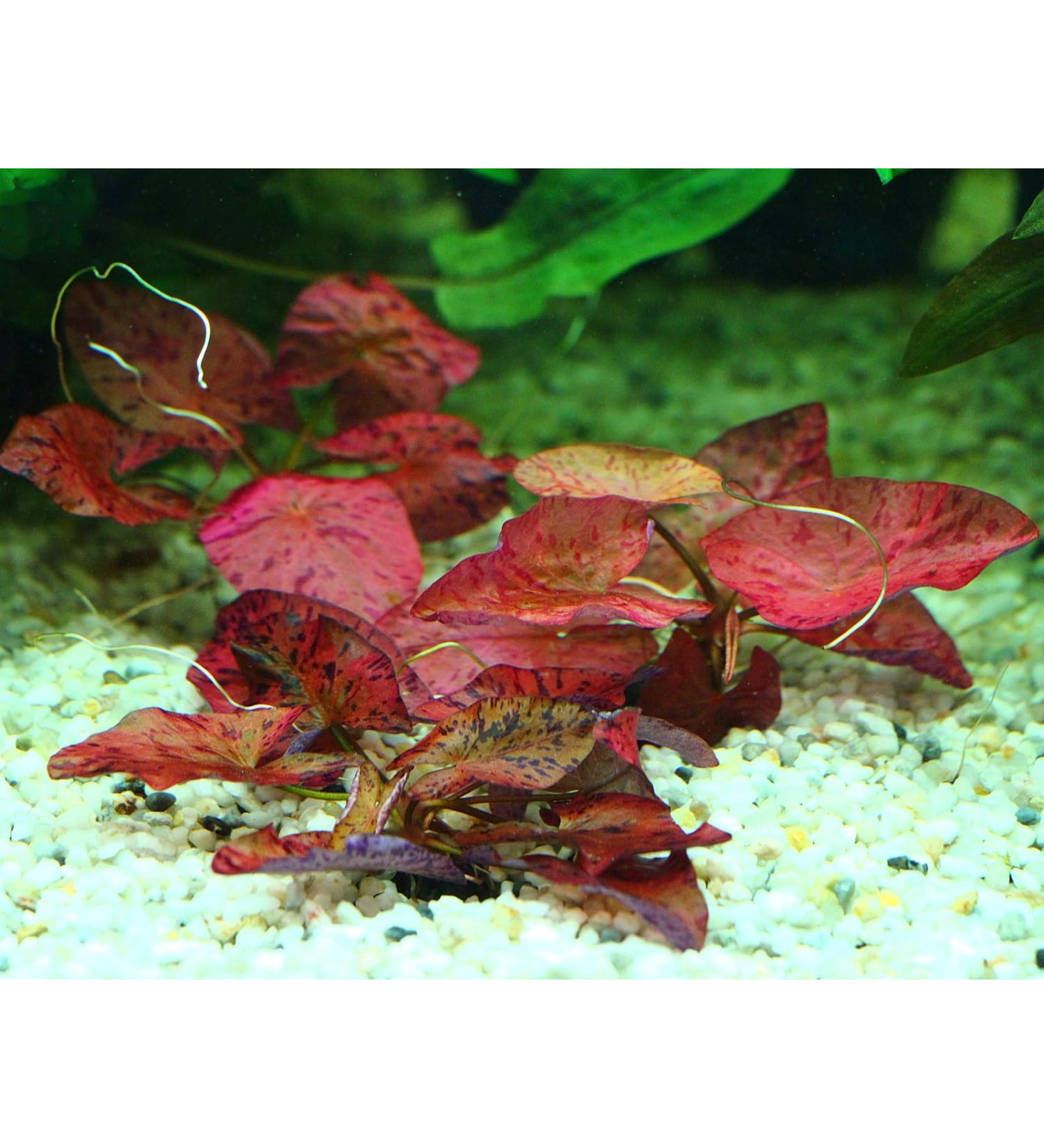 Red Tiger Lotus Bulb - Nymphaea Live Aquarium Plant Tropical Lily Fry Betta Water - Buy Online on GoSupps.com