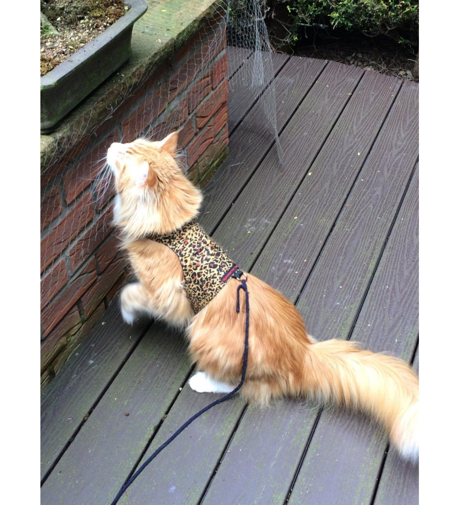 Mynwood Cheetah Cat Jacket & Harness | Escape Proof Design for Adult Cats | International Shipping Available - Buy Online on GoSupps.com