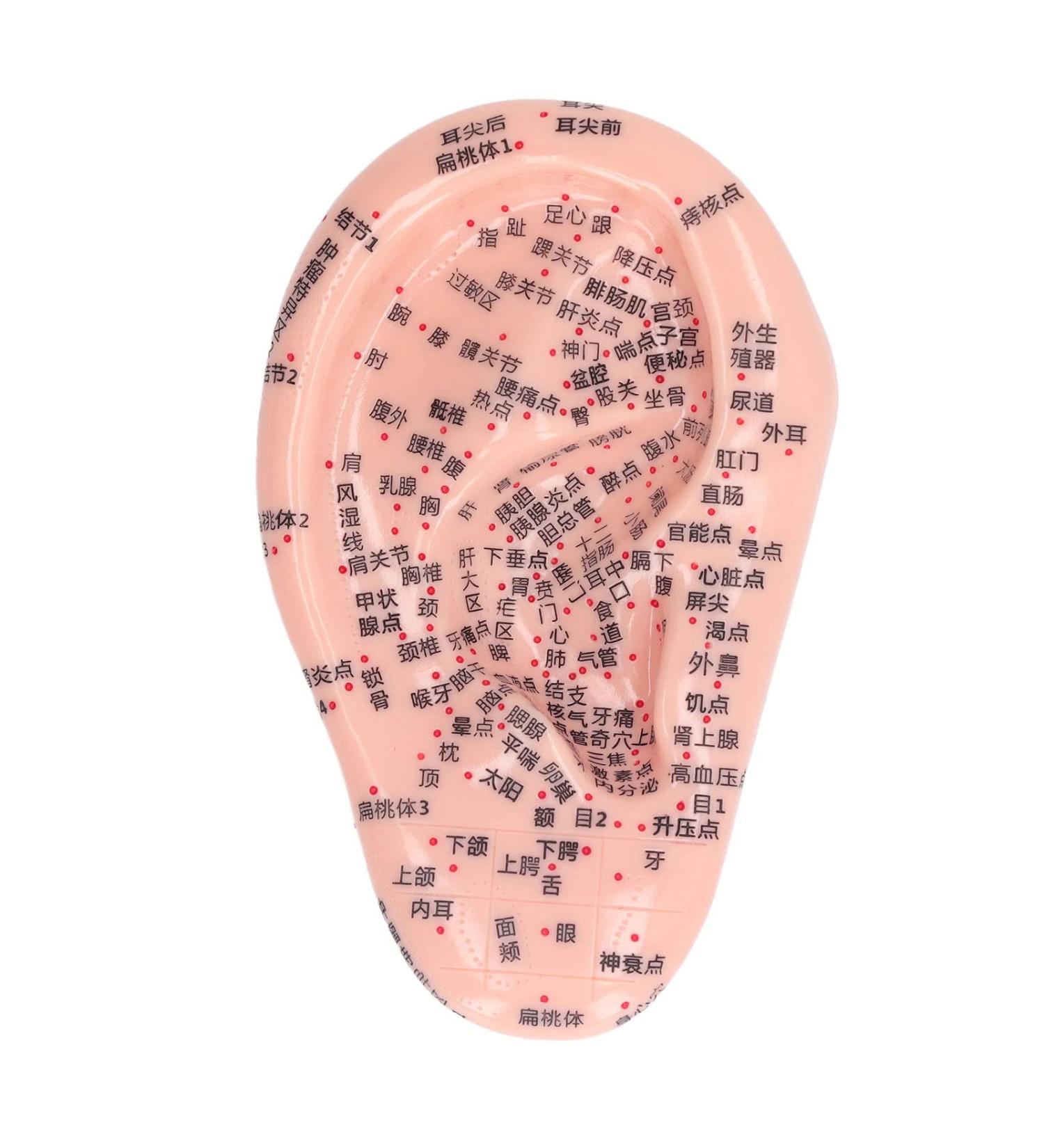 6.7 inch Silicone Ear Acupuncture Model - Ideal for Acupoint Learning & Home Care - Buy Online on GoSupps.com
