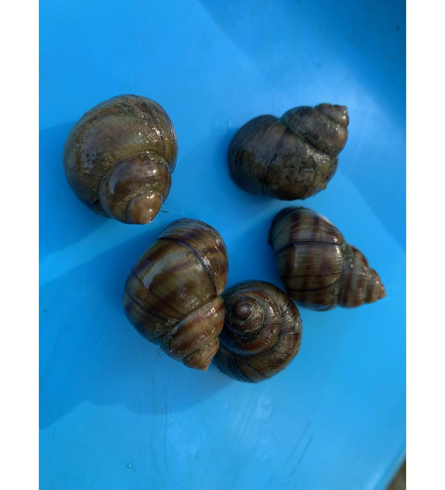 A piece of nature in the pond - marsh snails for a clean garden pond (5 marsh snails)