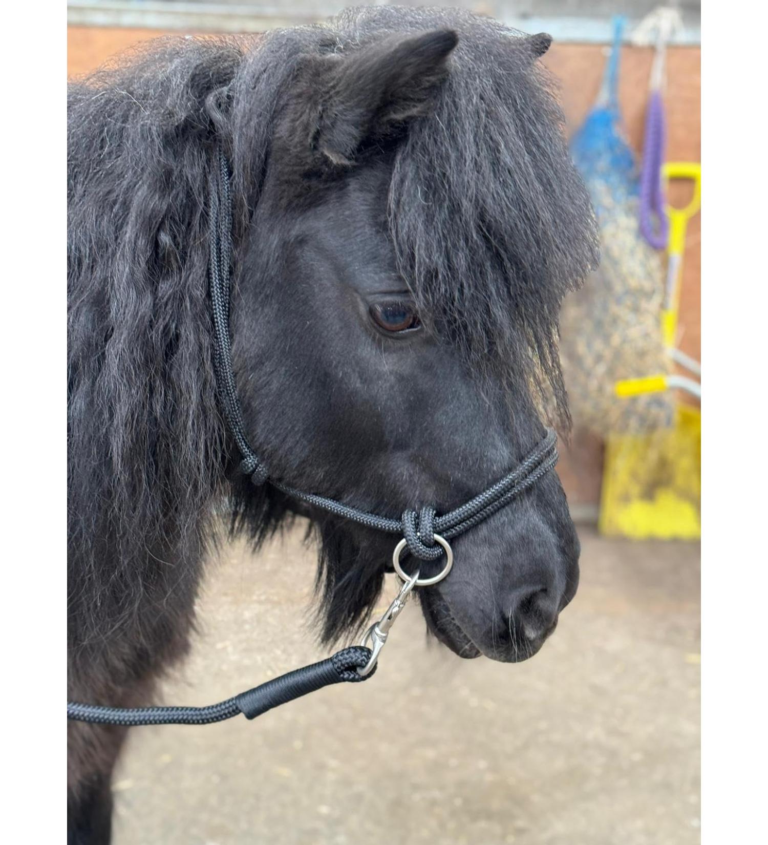 Rope headcollar with Reins for use of Bitless Horse Riding Full to Mini Shet 5 Colours (Black Mini Shetland) Mini Shetland Black
