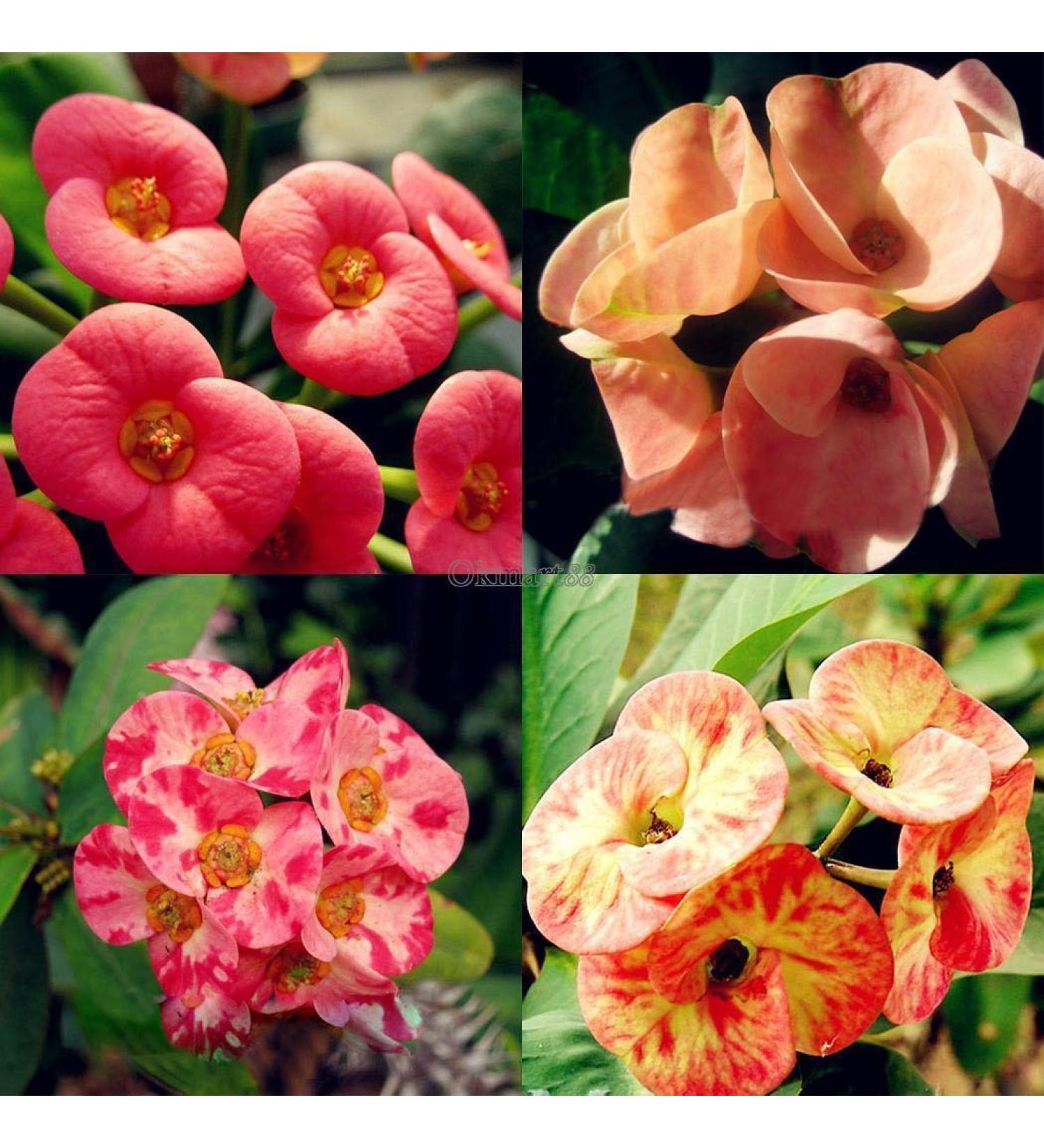 Portaal Cool Semi di Salipiglossis Superbissima Blend 300 mg - Buy Online on GoSupps.com