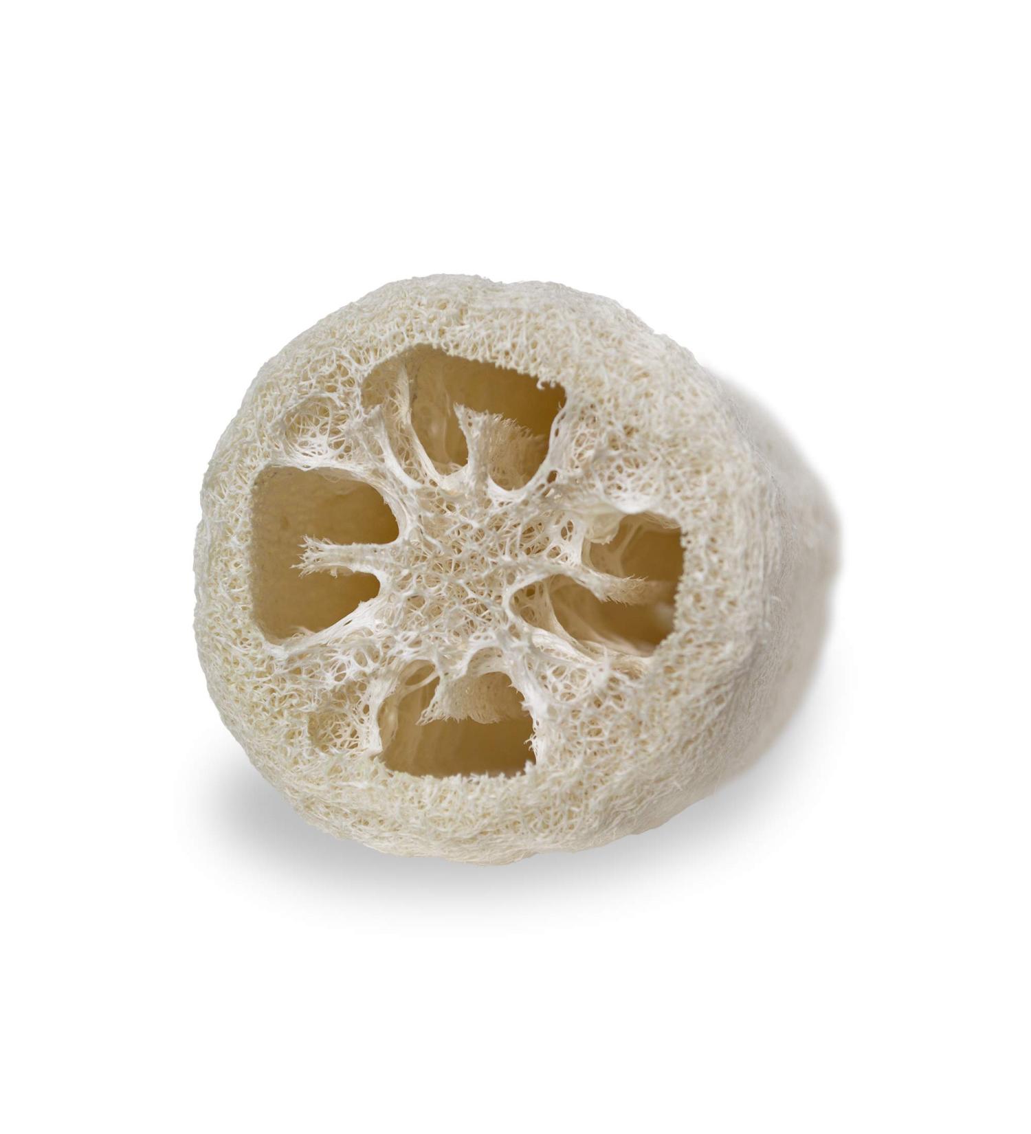 Buy Natural Loofah Sponge | Vegan & Plastic-Free Shower Scrub | Loofah Moments 22 cm - Buy Online on GoSupps.com