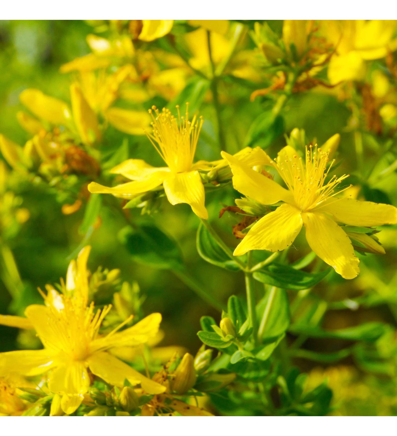 Outsidepride Perennial Hypericum Perforatum St. John's Wort Yellow Garden Flowers - 1000 Seeds - Buy Online on GoSupps.com