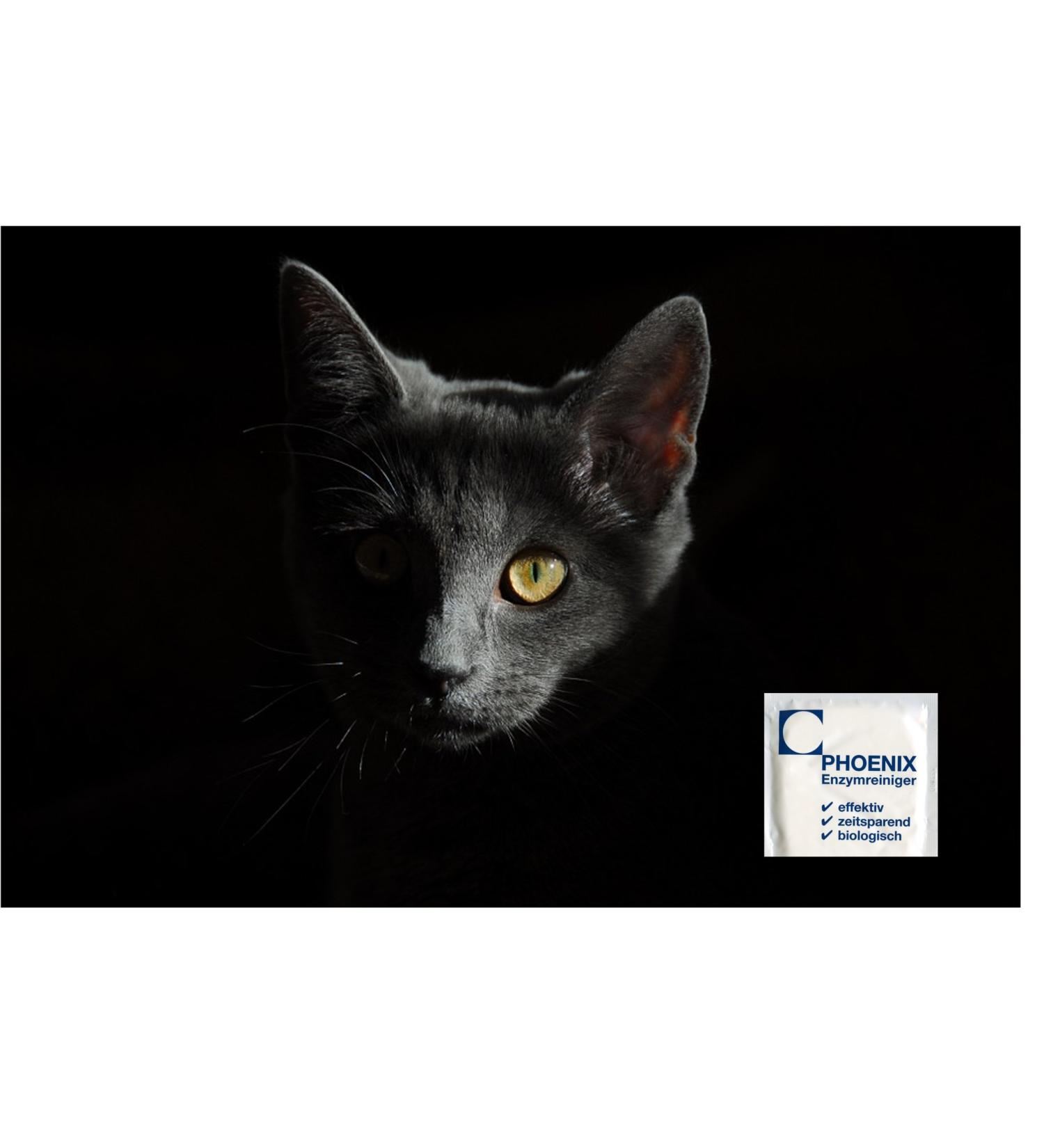 Phoenix Enzyme Cleaner for Cat Urine Removal - 20g Sealed Bag | Effective Odor Eliminator for Pet Stains - Buy Online on GoSupps.com
