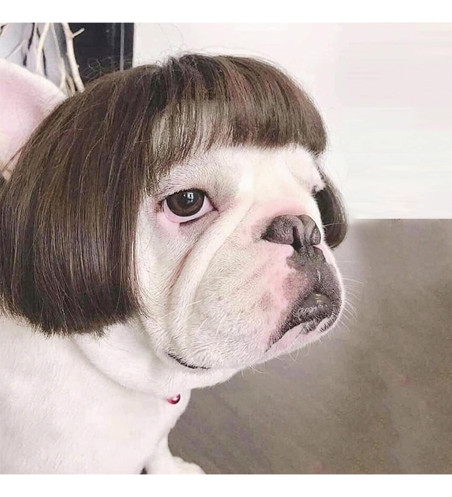 Funny Dog & Cat Role Play Wigs for Halloween & Parties | Pet Costumes in Black & Brown - Small Medium & Large Sizes - Buy Online on GoSupps.com