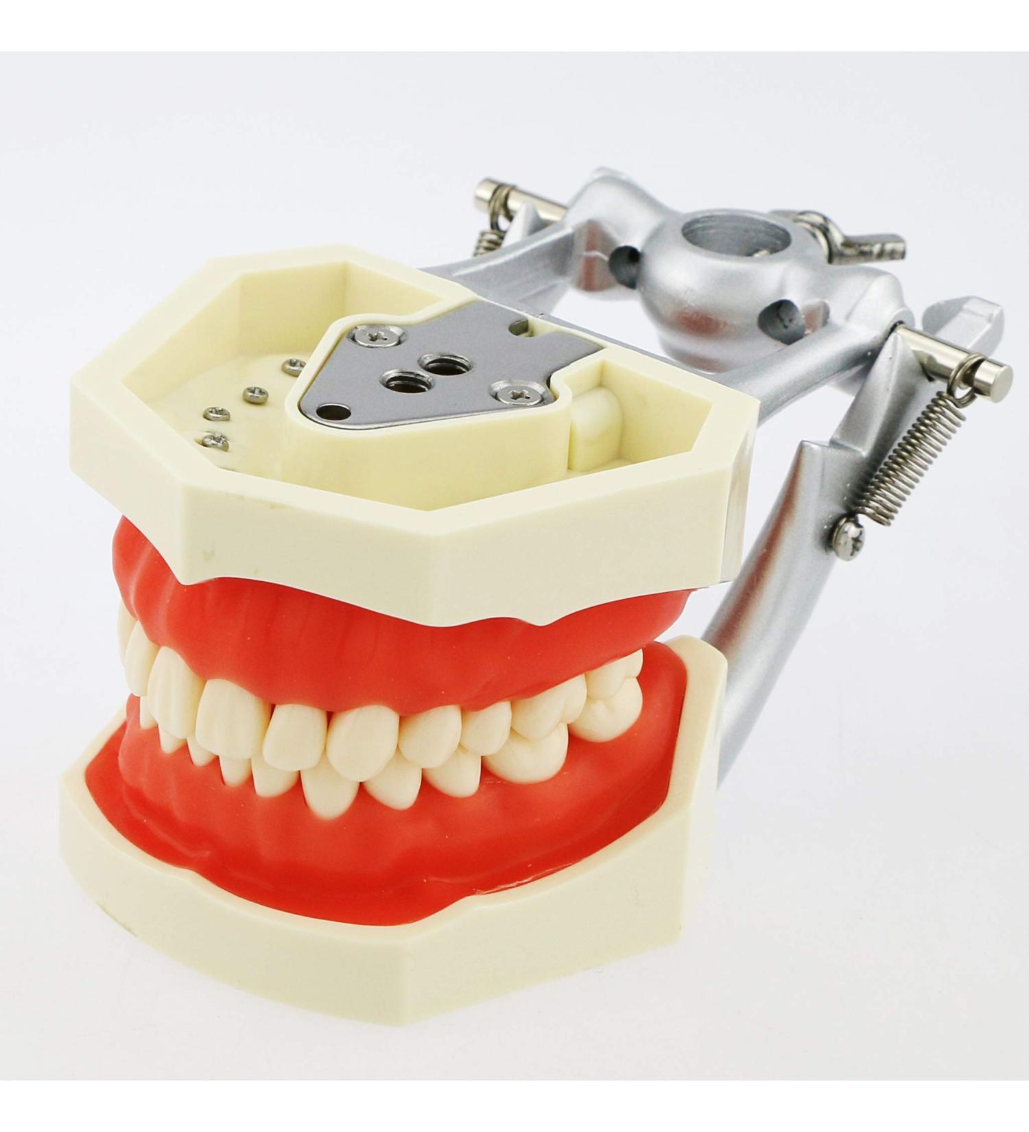 Articulated Dental Typodont Model with 28 Removable Teeth - Kilgore Nissin | Ideal for Teaching & Study - International Shipping Available - Buy Online on GoSupps.com