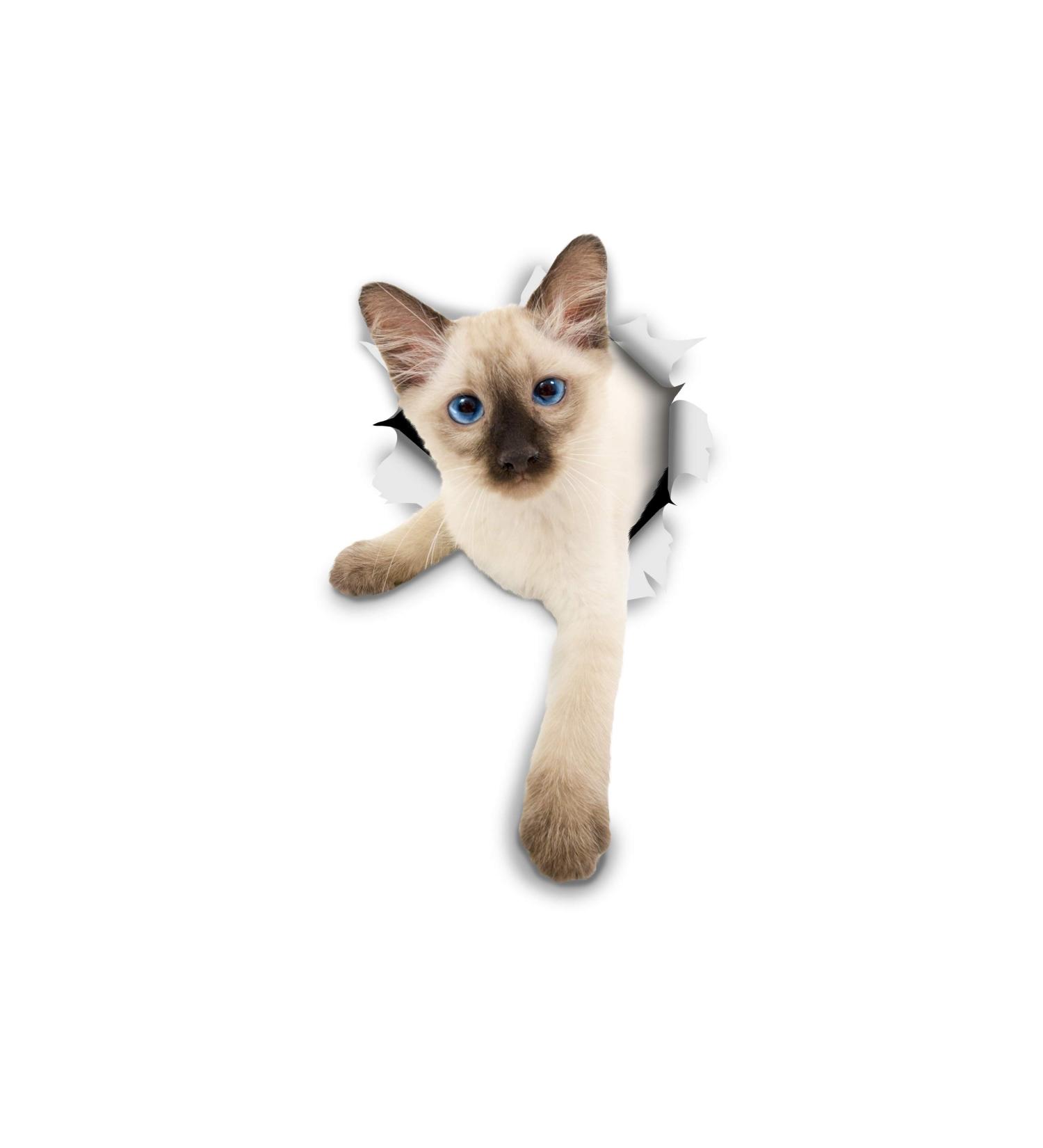 Winston & Bear Siamese Kitten Cat 3D Stickers - 2 Pack for Wall, Bedroom, Fridge, Toilet - Retail Packaged - Buy Online on GoSupps.com