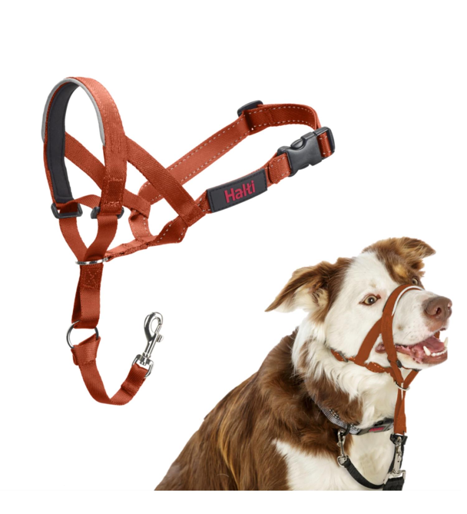 Halti Head Harness for Medium Dogs - Anti-Pull Leash Solution Light & Adjustable with Padded Nose Strap - Dark Orange (Size 2) - Buy Online on GoSupps.com