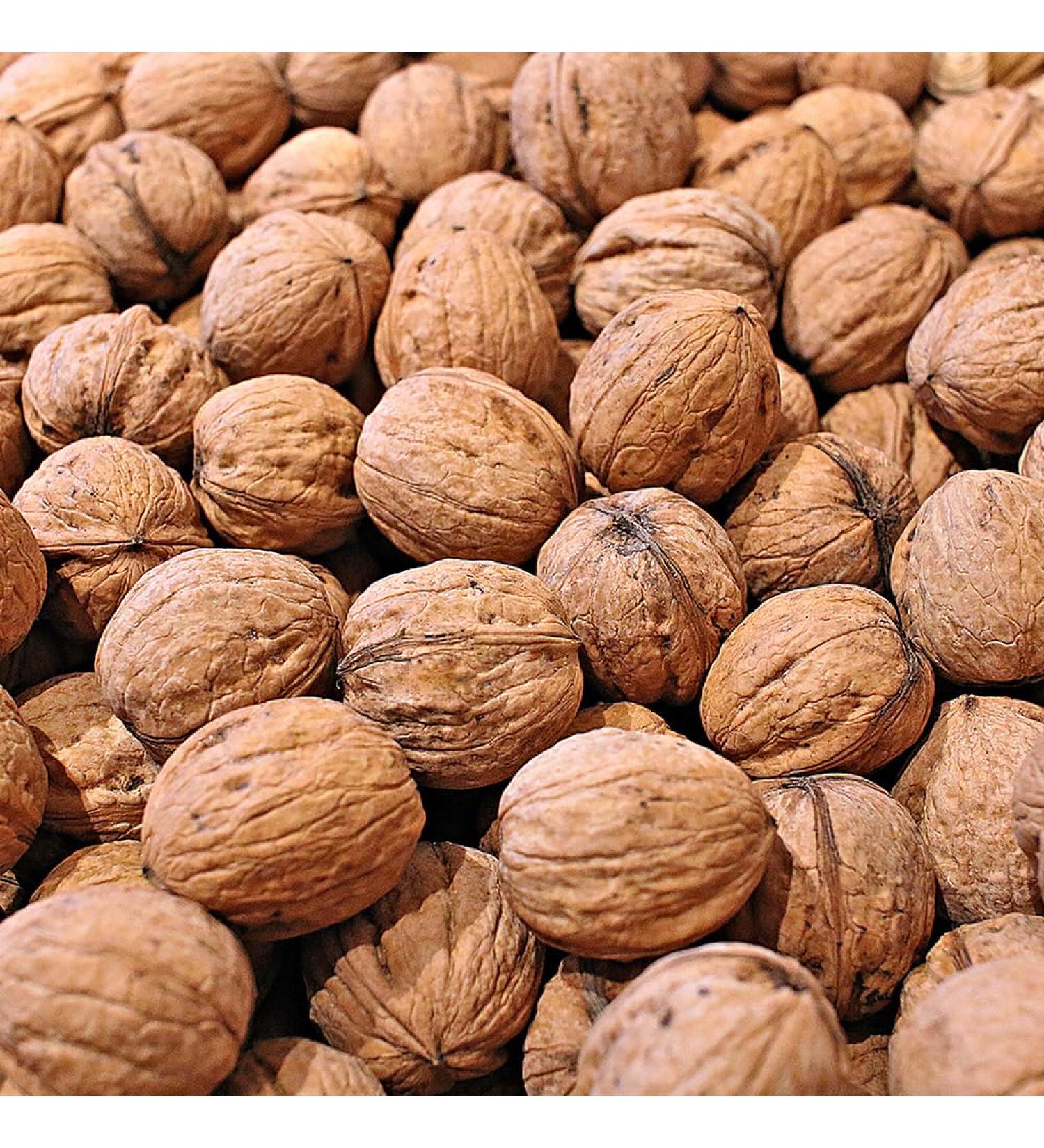 Paul s M hle walnuts in shell food quality 5 kg harvest 2023