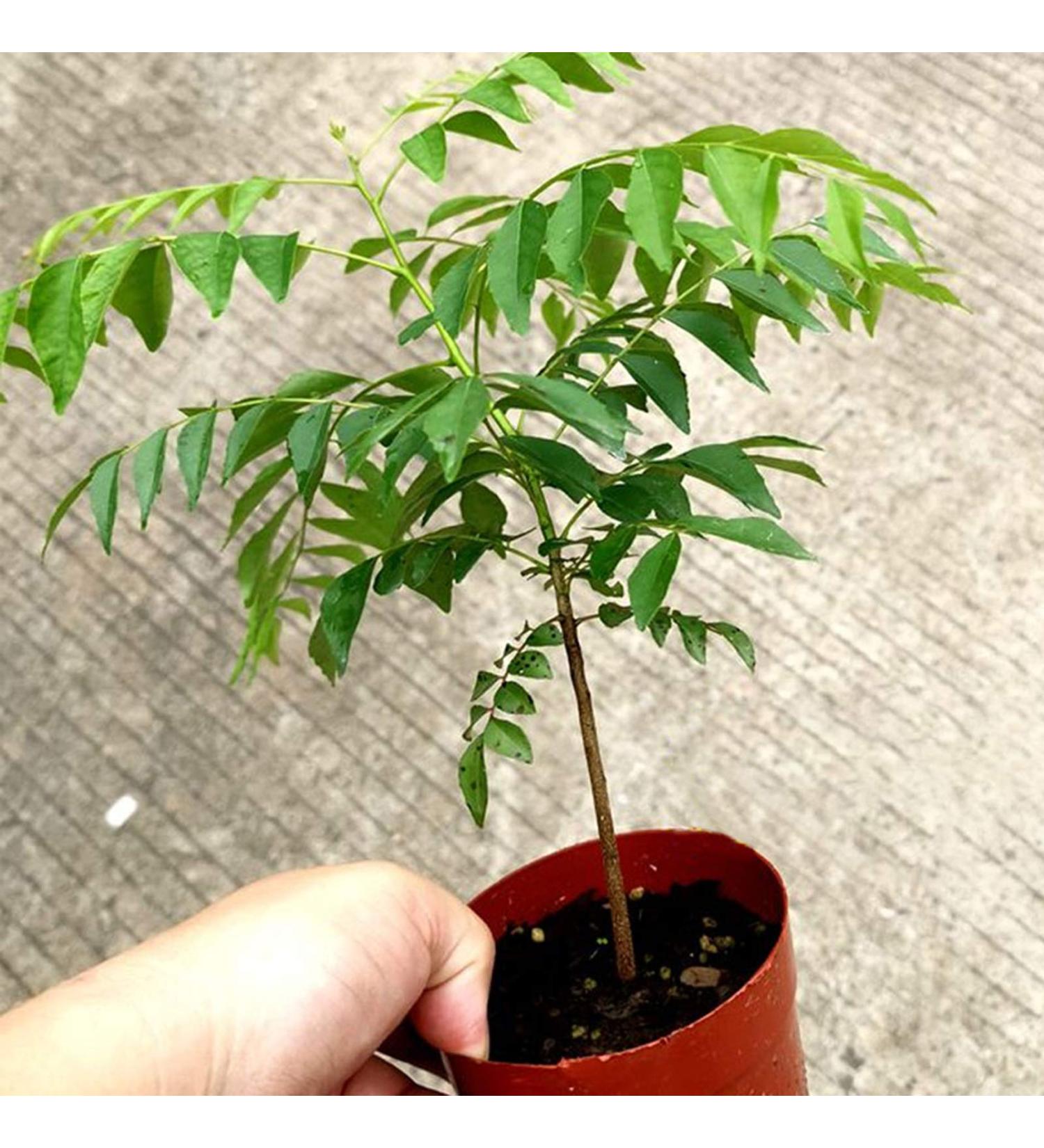 TOYHEART 300pcs Premium Fruit Seeds Easy Care Curry Seeds High Germination Green Indoor Plant Seeds Home Decor Curry Seeds - Buy Online on GoSupps.com