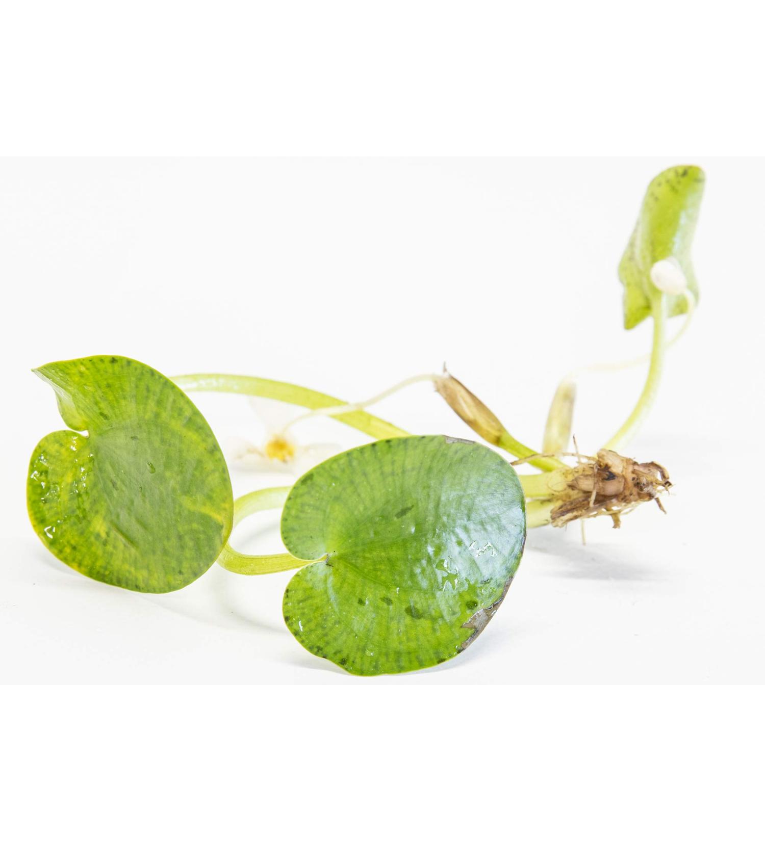 PondPlantsUK Amazon Frogbit 10 X Mini Live Plants  - Buy Online on GoSupps.com