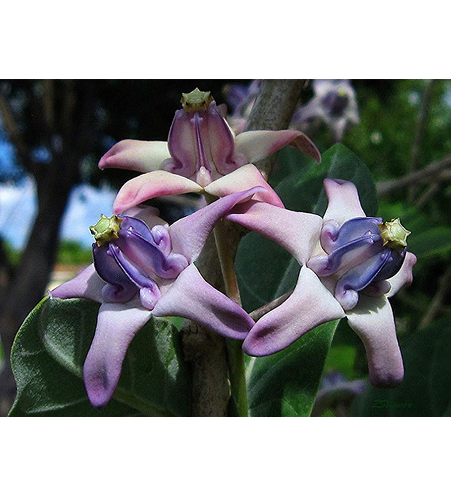 Pacchetto semi: 25 semi | Cotropis Gigan Viola | latte | erflies Amore