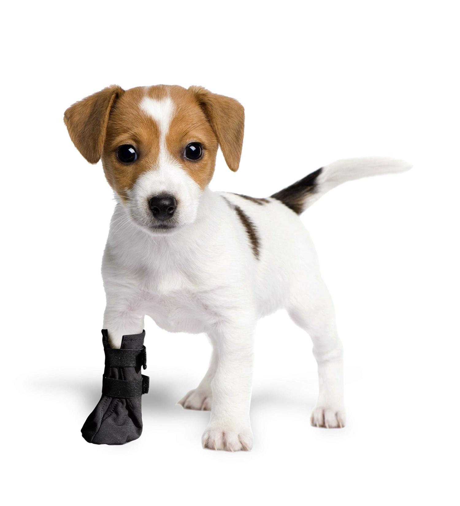 Grande Final Postoperative Protection Socks for Dogs & Cats - Breathable 100% Softshell Black 5cm H x 9cm - Ideal Recovery Gear - Buy Online on GoSupps.com