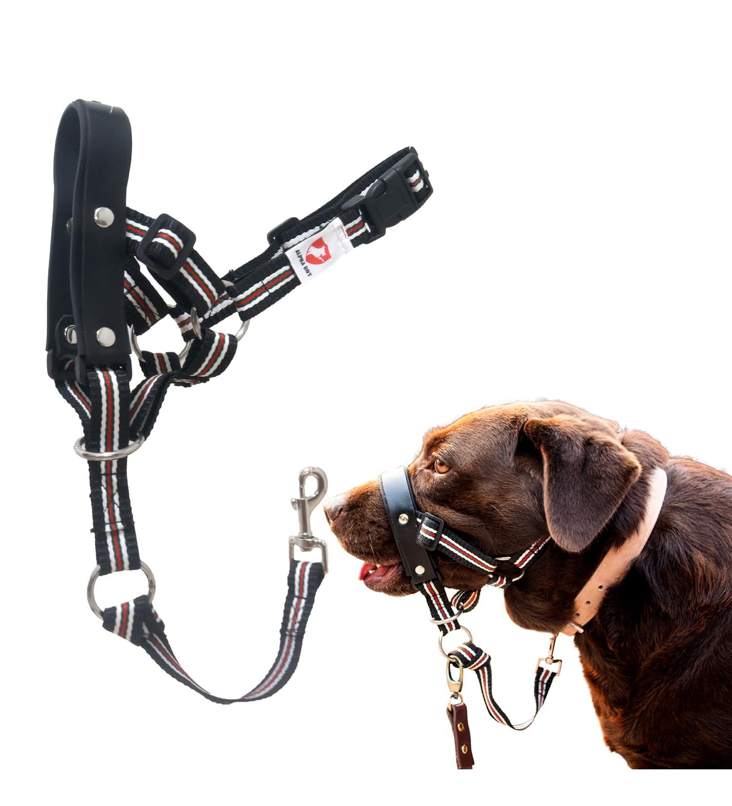 Alpha Boy Dog Training Collar | Comfortable & Gentle Handlebars for All Breeds | Real Leather Medium Harness with Quick Lock Buckle - Easy to Use - Buy Online on GoSupps.com