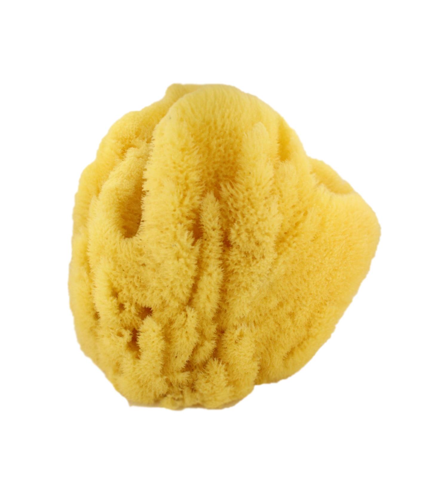 US Shell  1 Piece  Sea Sponge  6 to 7 inch Size