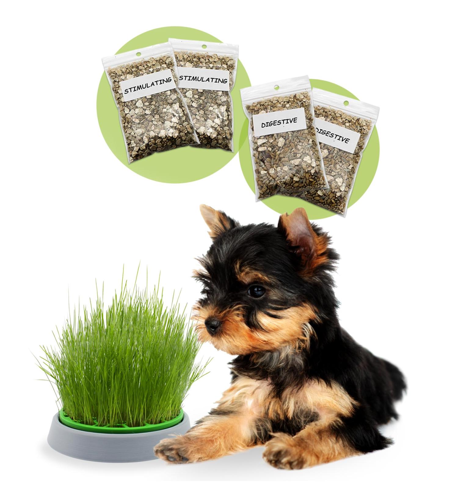 R&R SHOP - Double Seeds Dog Grass Kit - Germination Pot 2 Types of Grass for Dogs Stimulant and Digestive 4 Bags of Seeds and Substrate Suitable for All Dogs - Buy Online on GoSupps.com