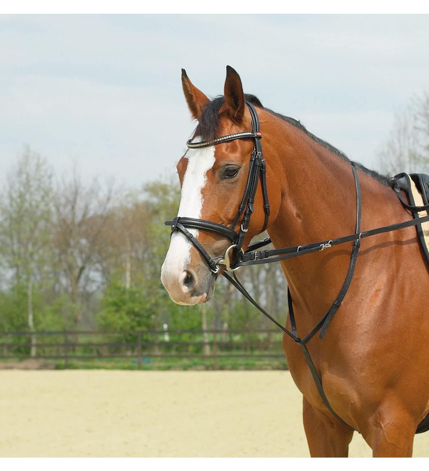 BUSSE Thiedemann combination warmblood black/fittings nickel-plated Warmblood black fittings: nickel-plated