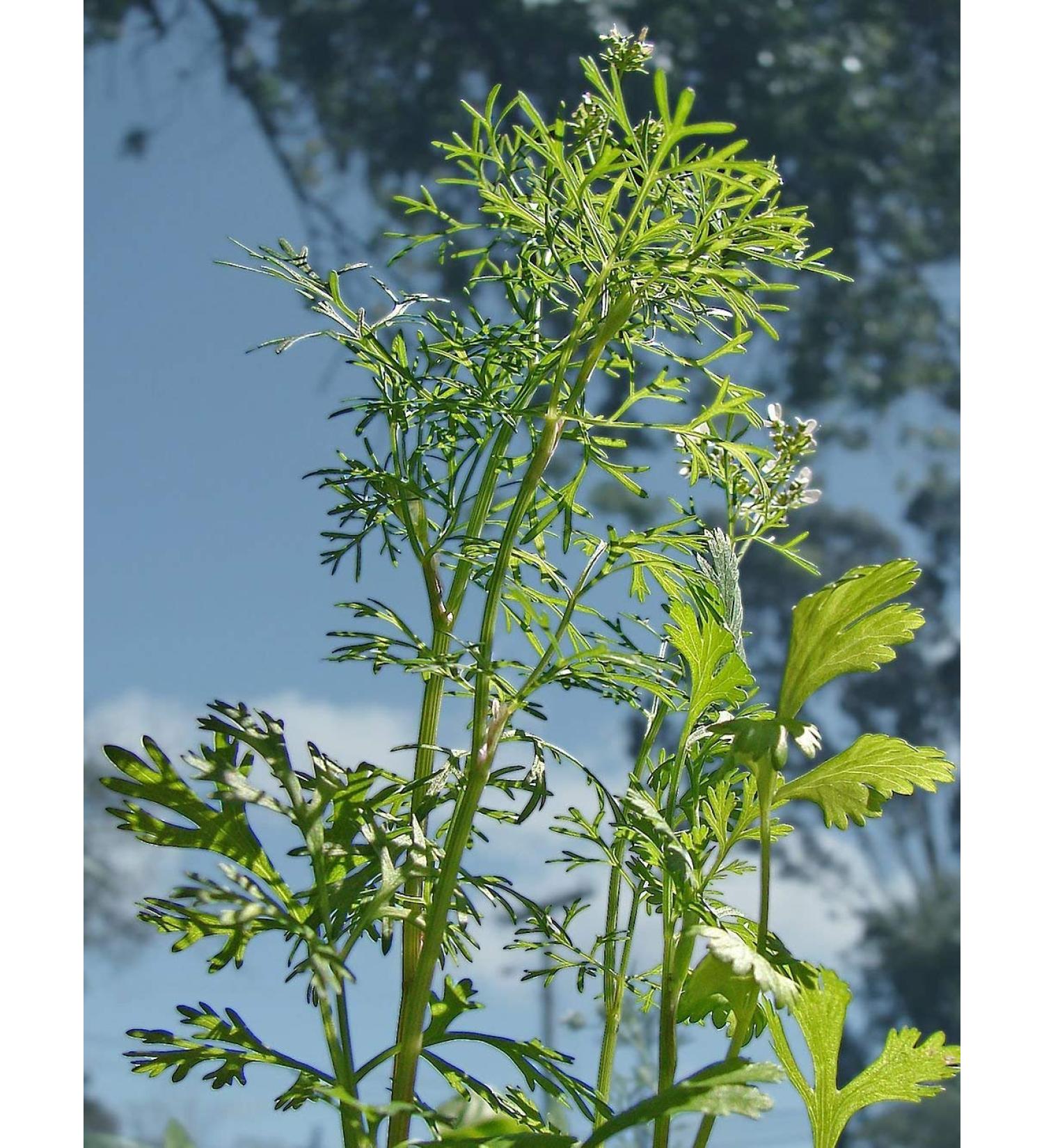 100 Real Coriander Seeds -coriandrum sativum- by Samenchilishop