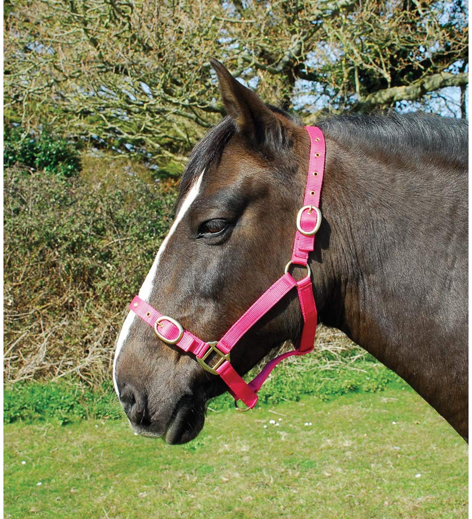 Rhinegold nylon halter coldblood / warmblood extra large raspberry
