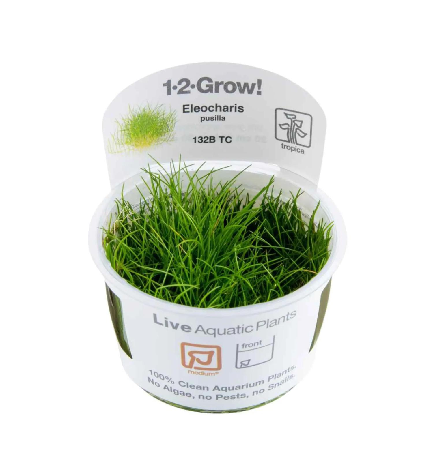 Tropica Eleocharis acicularis 'mini' 1-2-GROW! - Buy Online on GoSupps.com